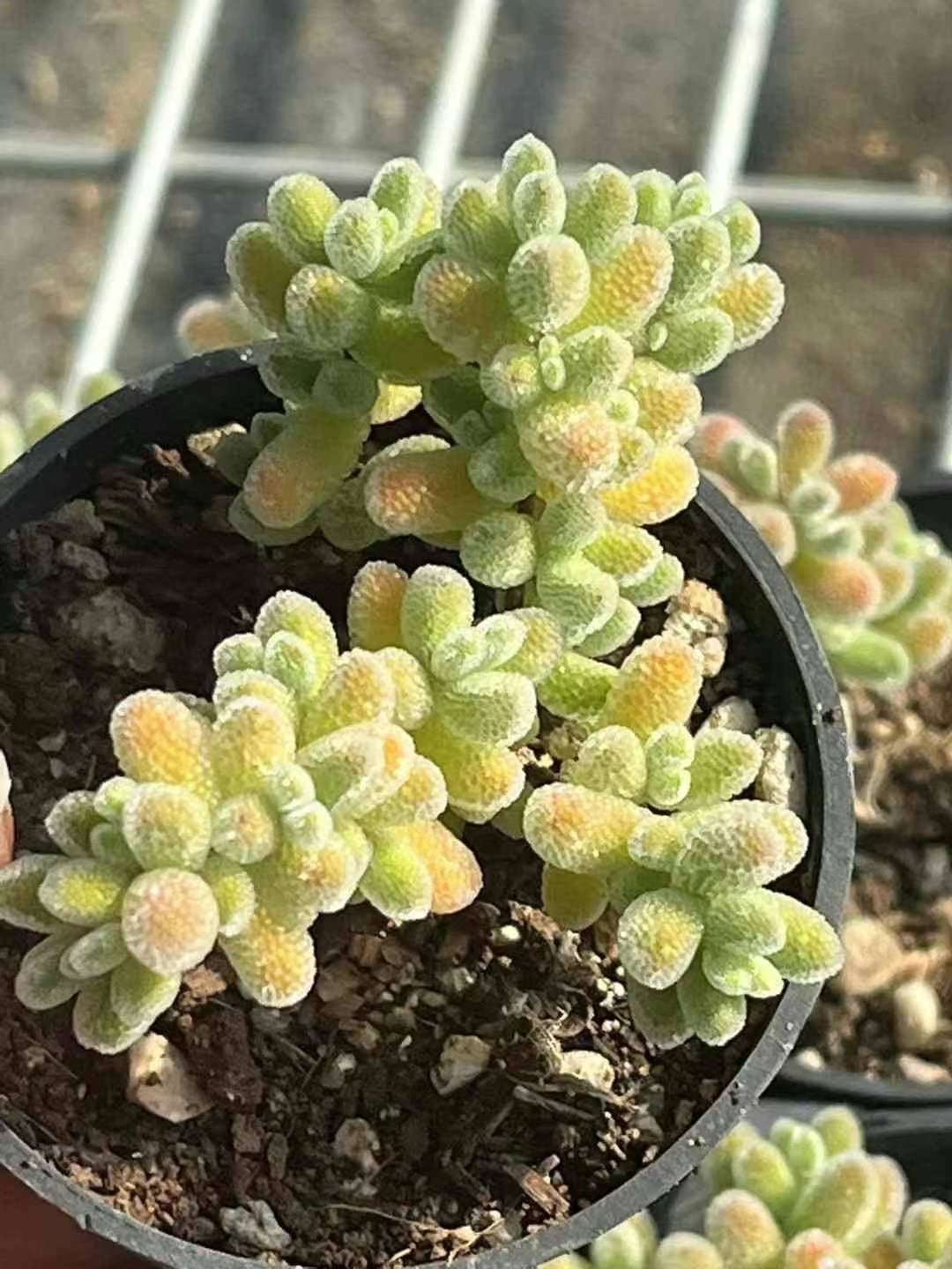 多肉植物 バターボール 抜き苗 厚く 多肉植物 バターボール 抜き苗 厚く