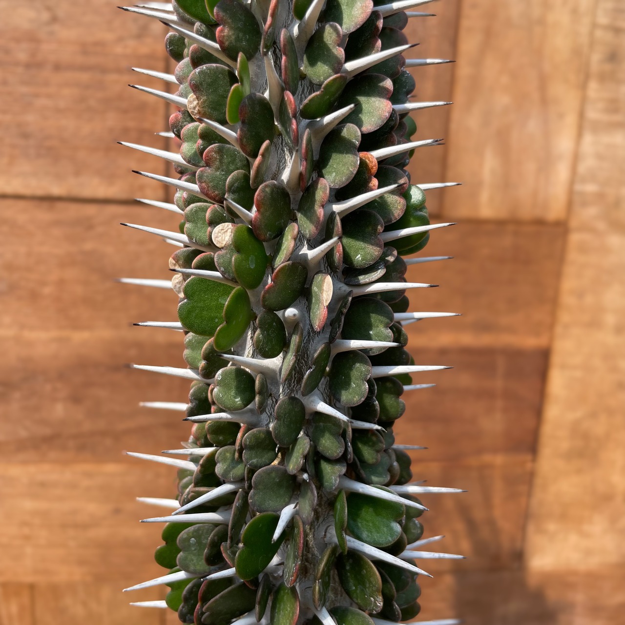 Alluaudia ascendens【アローディア・アスケンデンス】