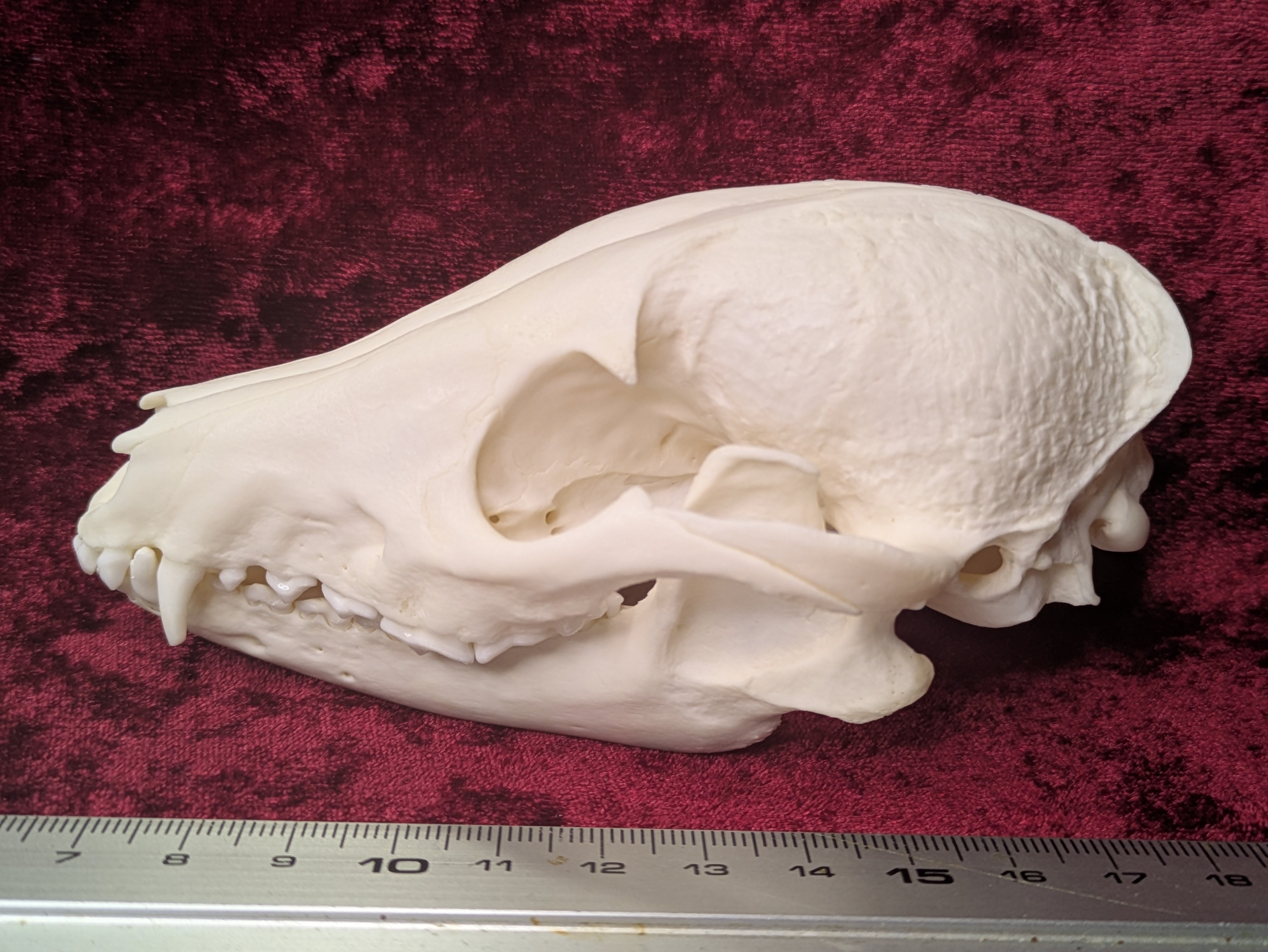 galvanic -骨オヤジ通販部-