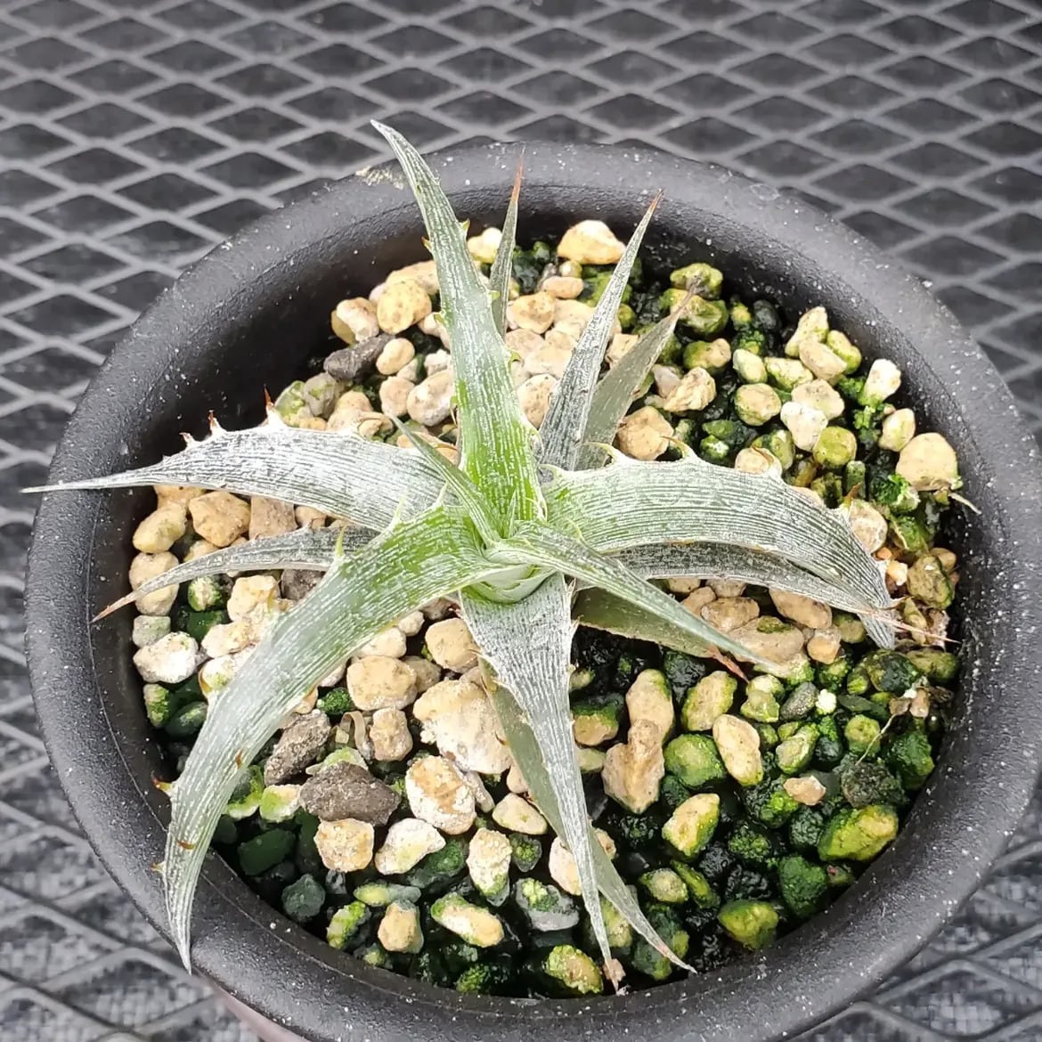 レアプランツ通販サイトPlants Maniax（プランツ・マニアックス）