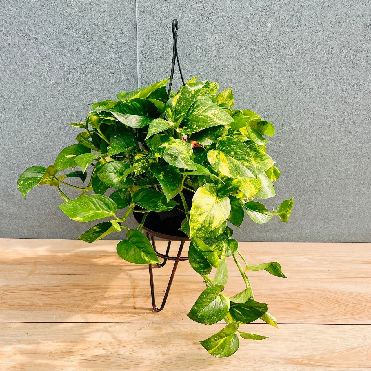 現品］A1 ポトス フラッシュ 5号 観葉植物 ハンギング 吊り鉢 かわいい