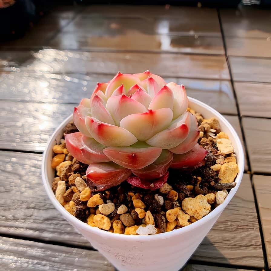 農園直売 多肉植物 寄せ植え エケベリア属 玉笛（単） 観葉植物