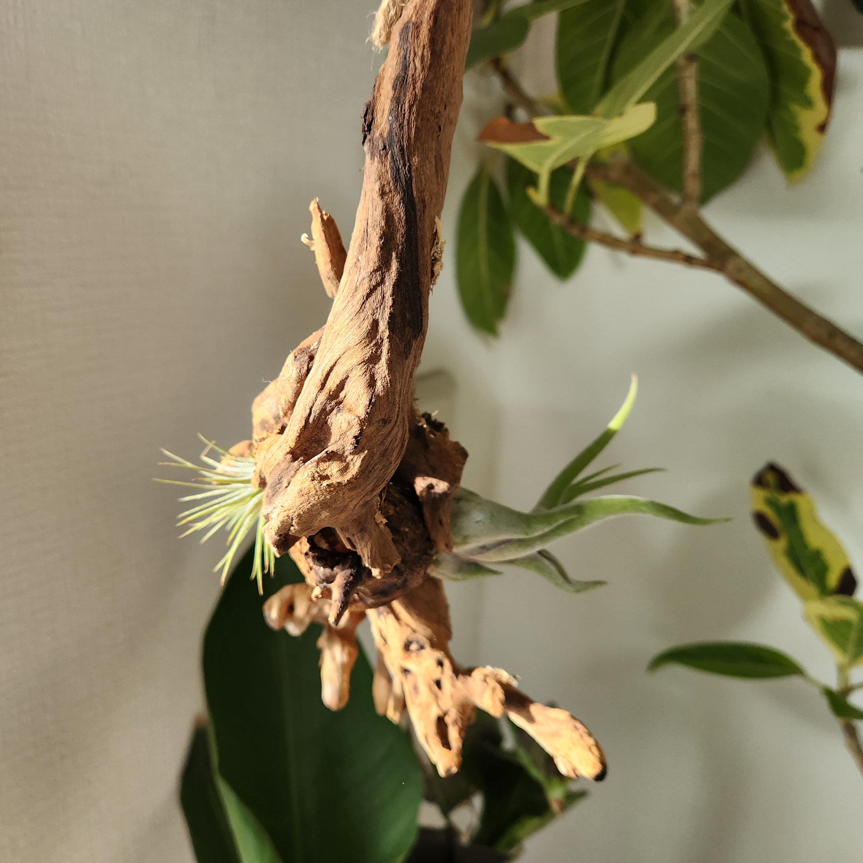 ティランジア ドゥラティ② 観葉植物 | 陽華園