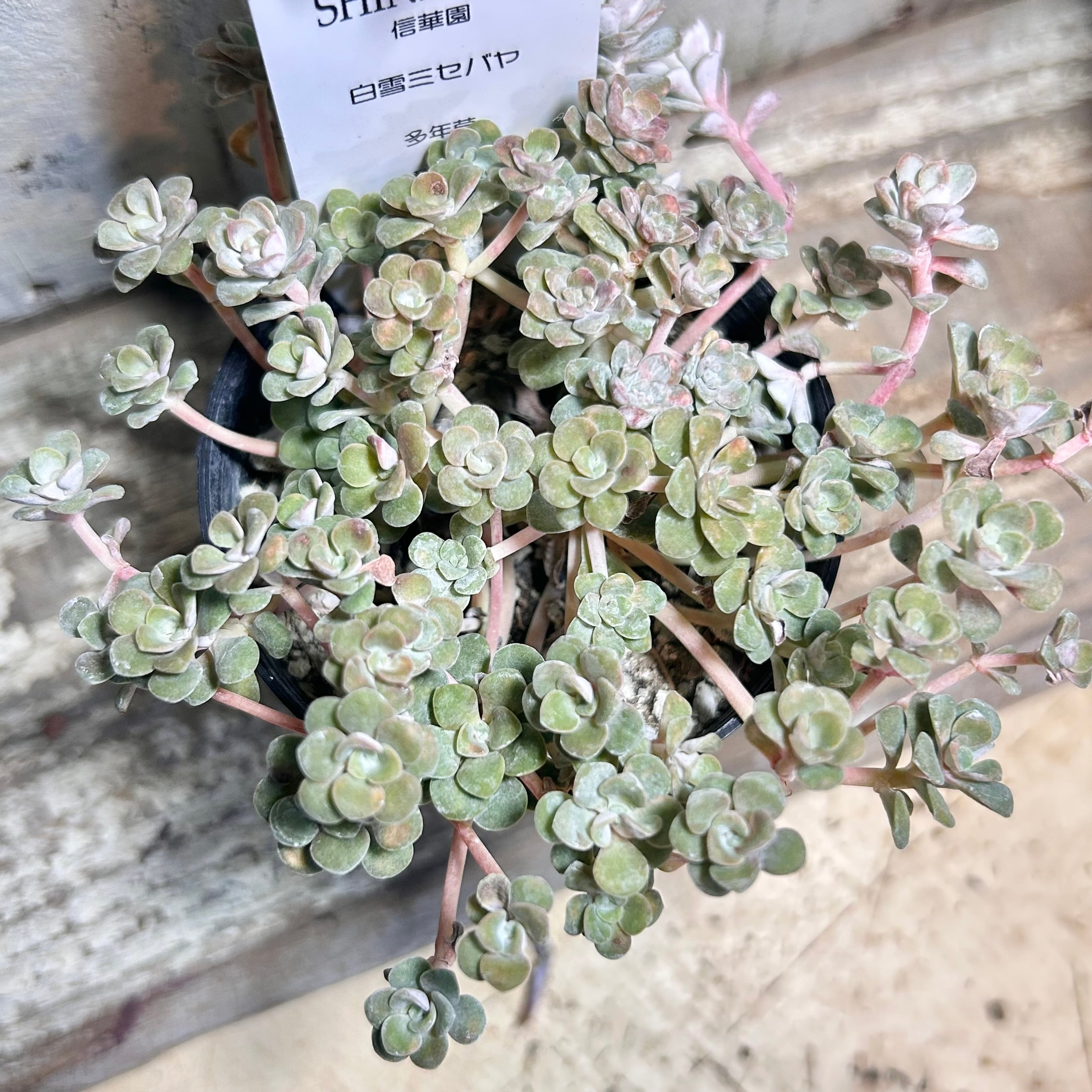 ベンバディス | RuPo 多肉植物専門店