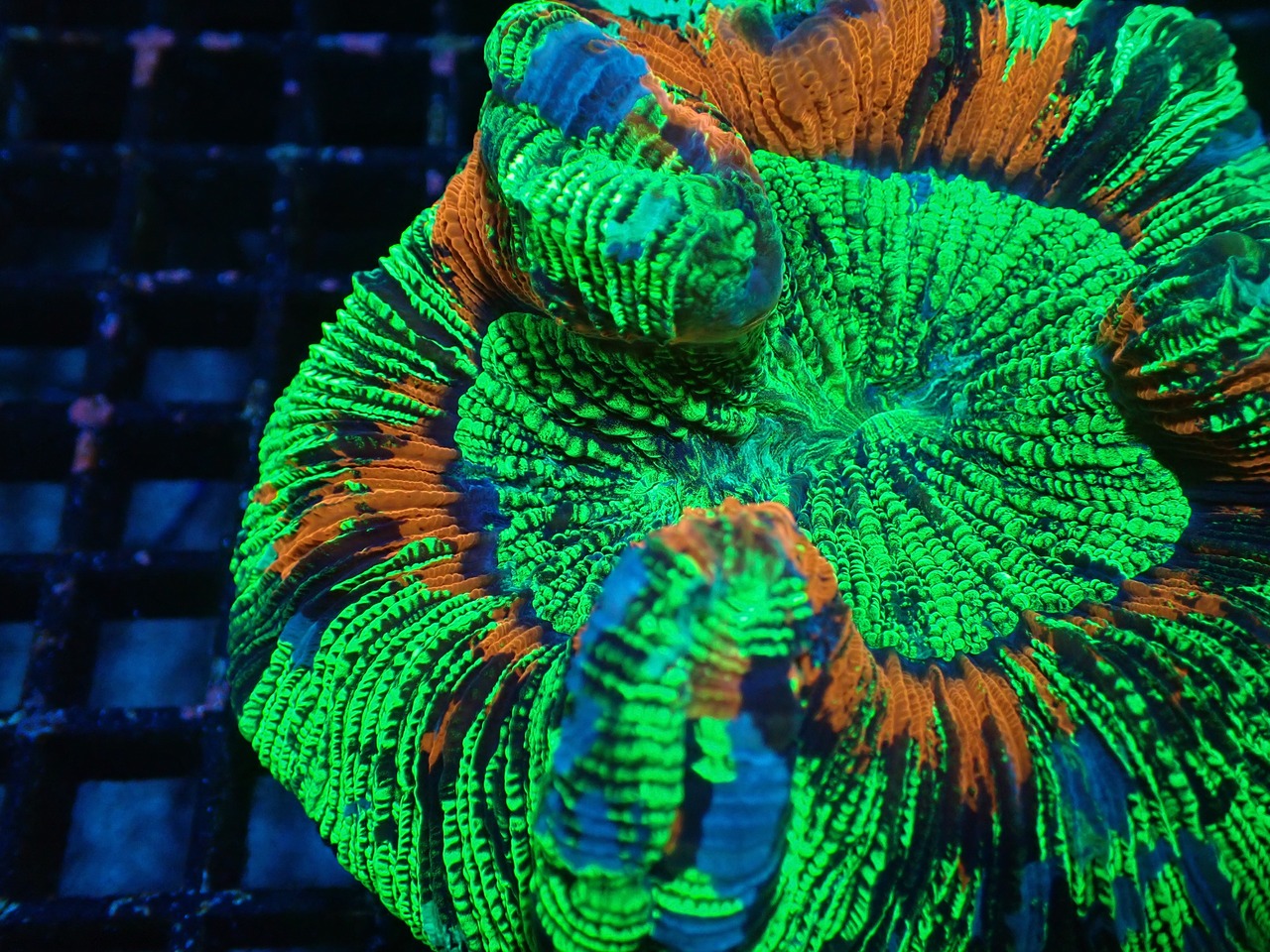 【現地買付】Wellsophyllia Radiata Rainbow
