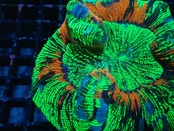 【現地買付】Wellsophyllia Radiata Rainbow