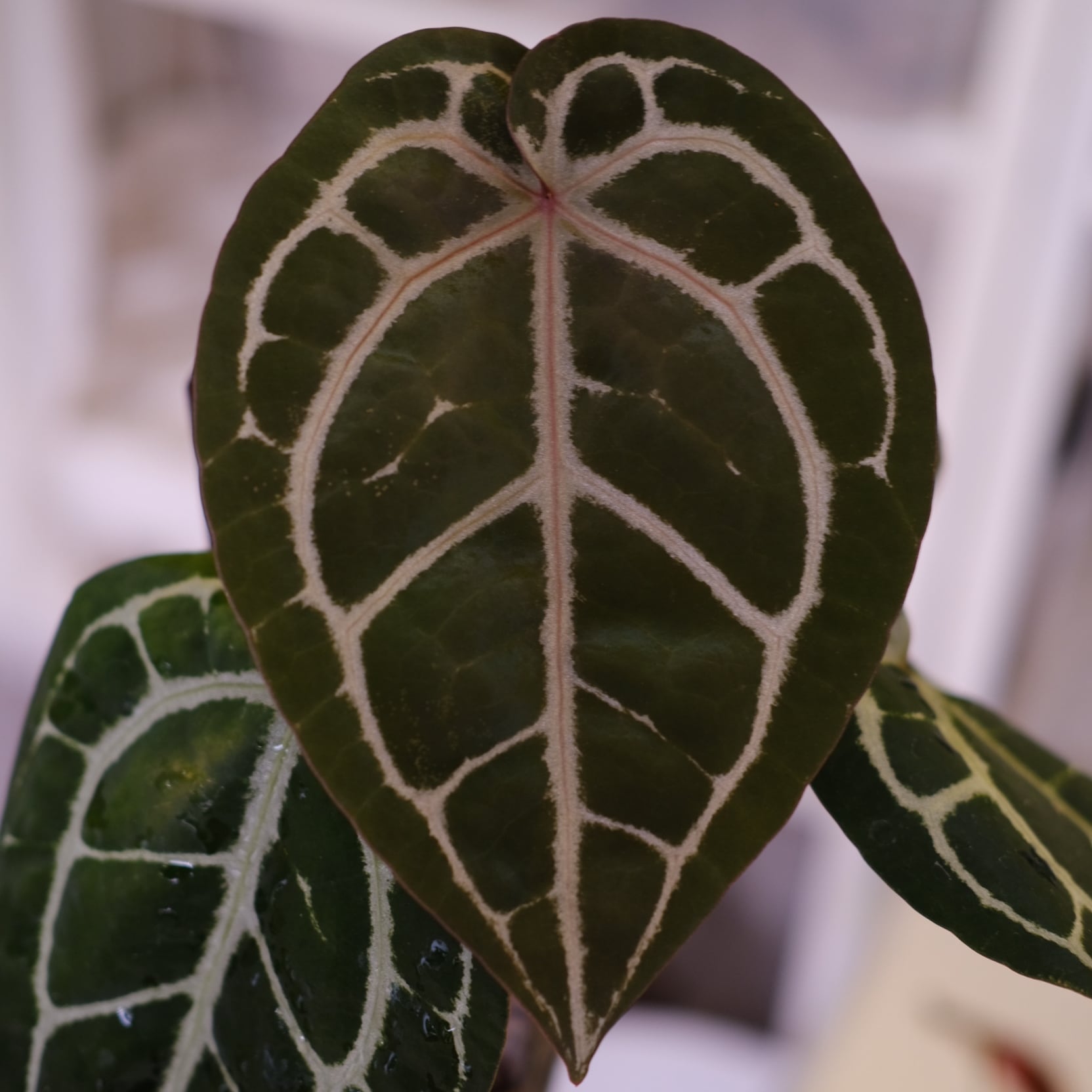 正規タグ】Anthurium 'Michelle' by DOC BLOCK⑯ / アンスリウム
