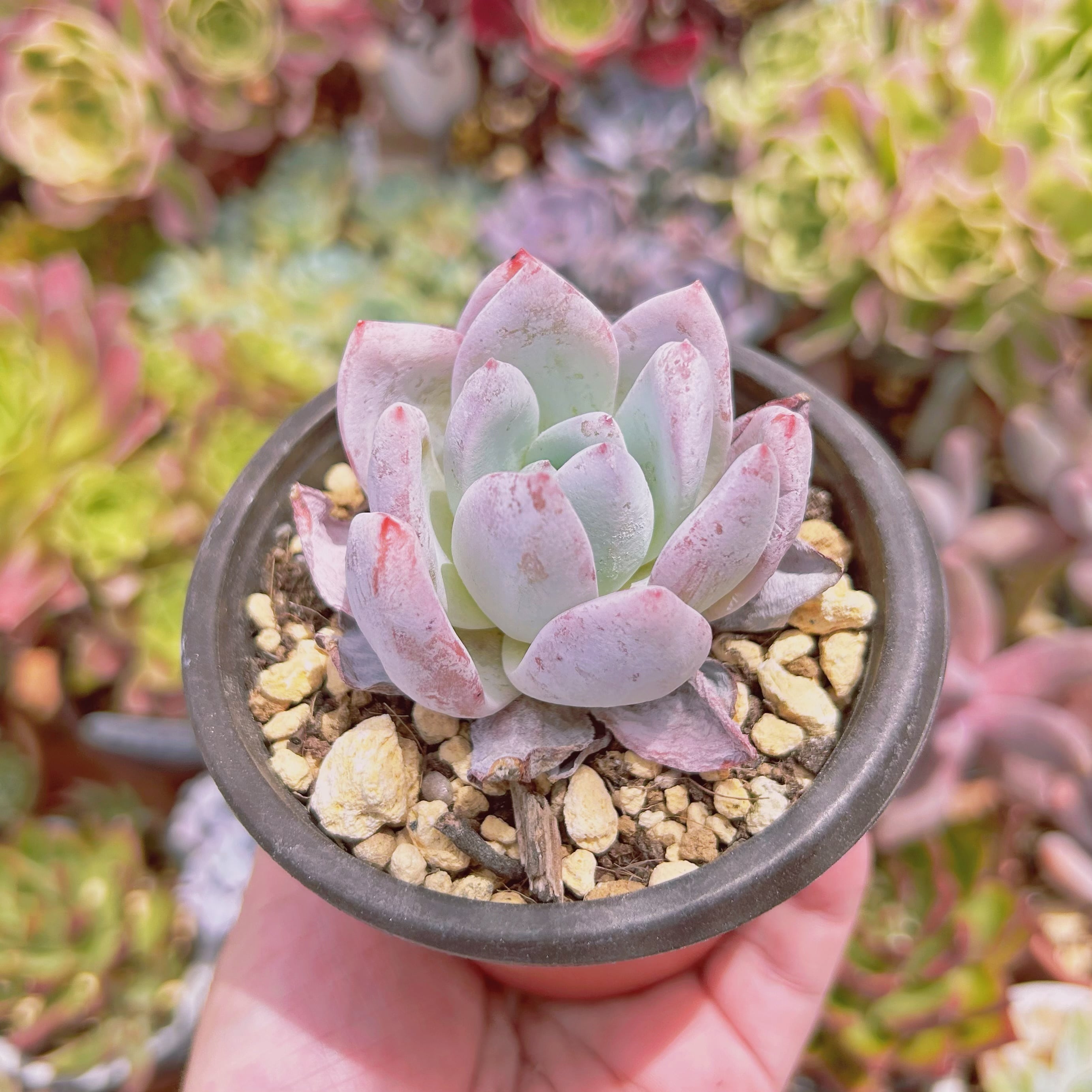 1133現物 多肉植物 夢雪 抜き苗 | るる農園~多肉植物専門