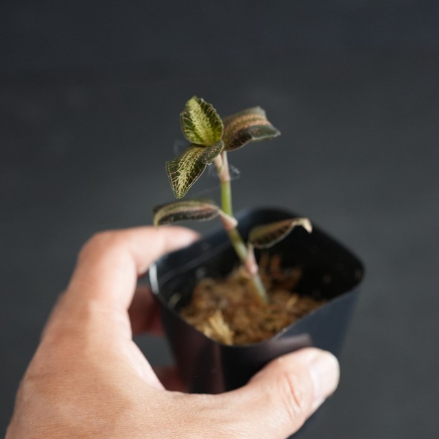 ◆現品◆Anoectochilus lobbianus ,Vietnam【ジュエルオーキッド宝石蘭／TheGAKI】#885