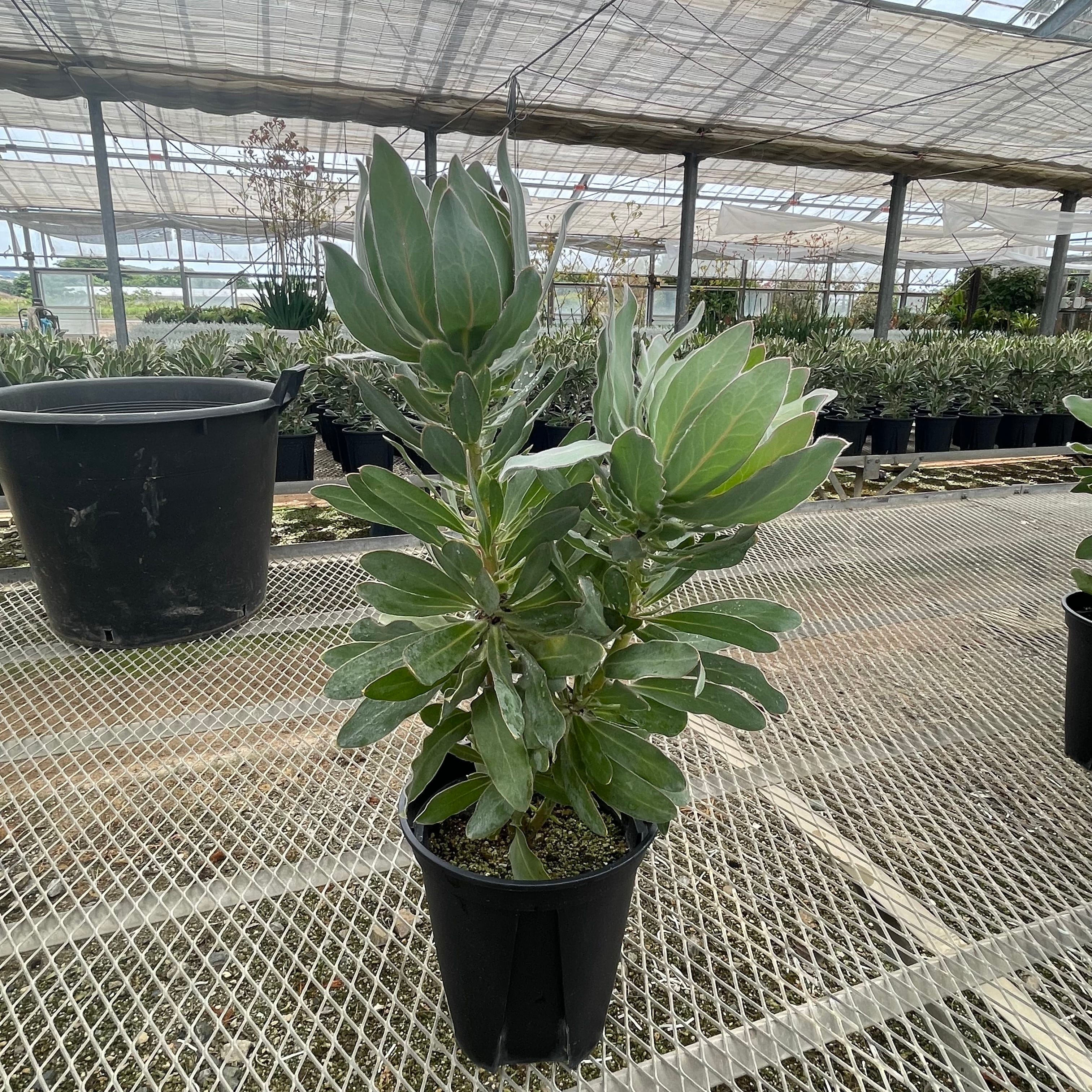 プロテア オーストラリスパッション 送料込み | WILDFLOWERS STORE