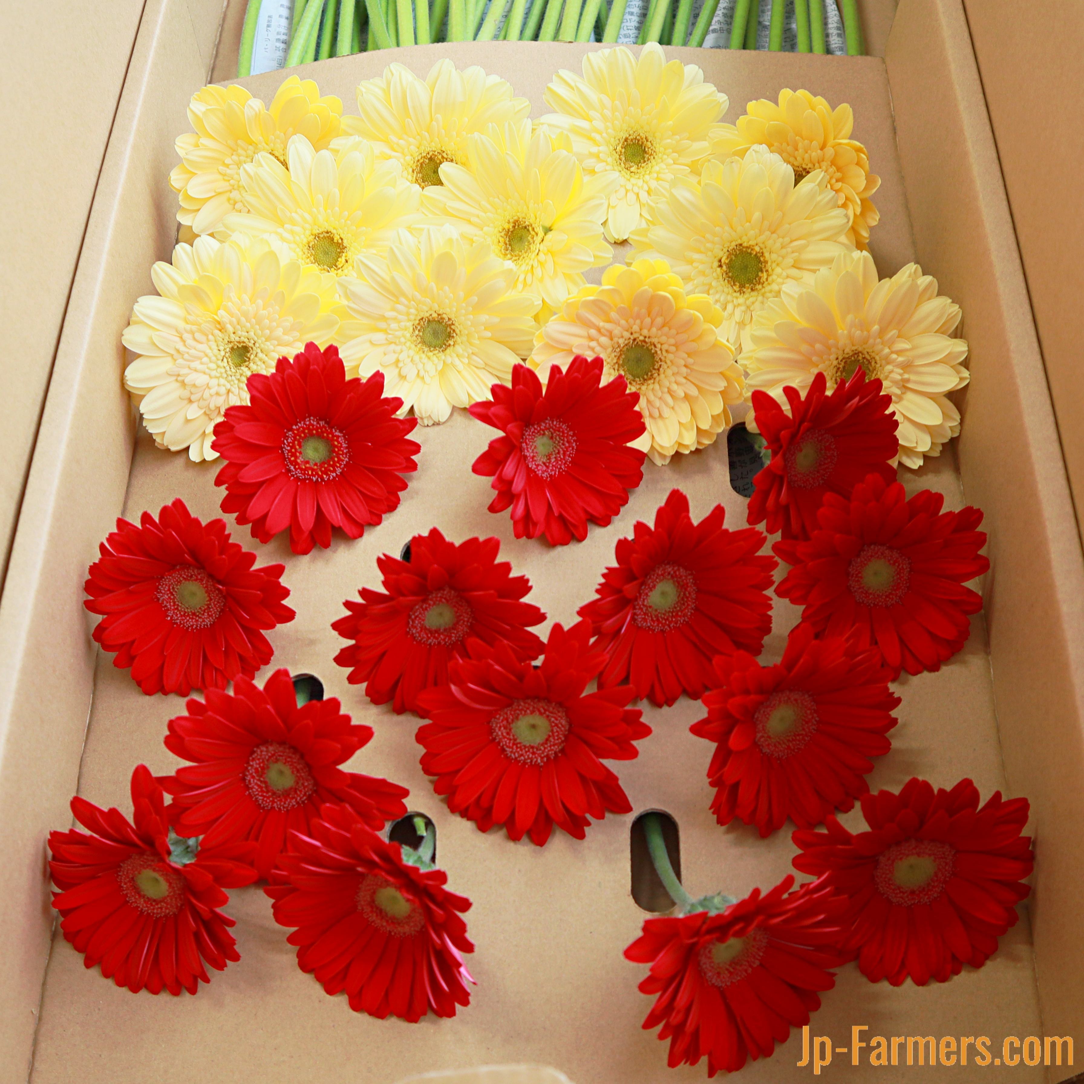 みずの国 和歌山県 紀南白浜のガーベラ100本 | 新鮮お花問屋 Jp