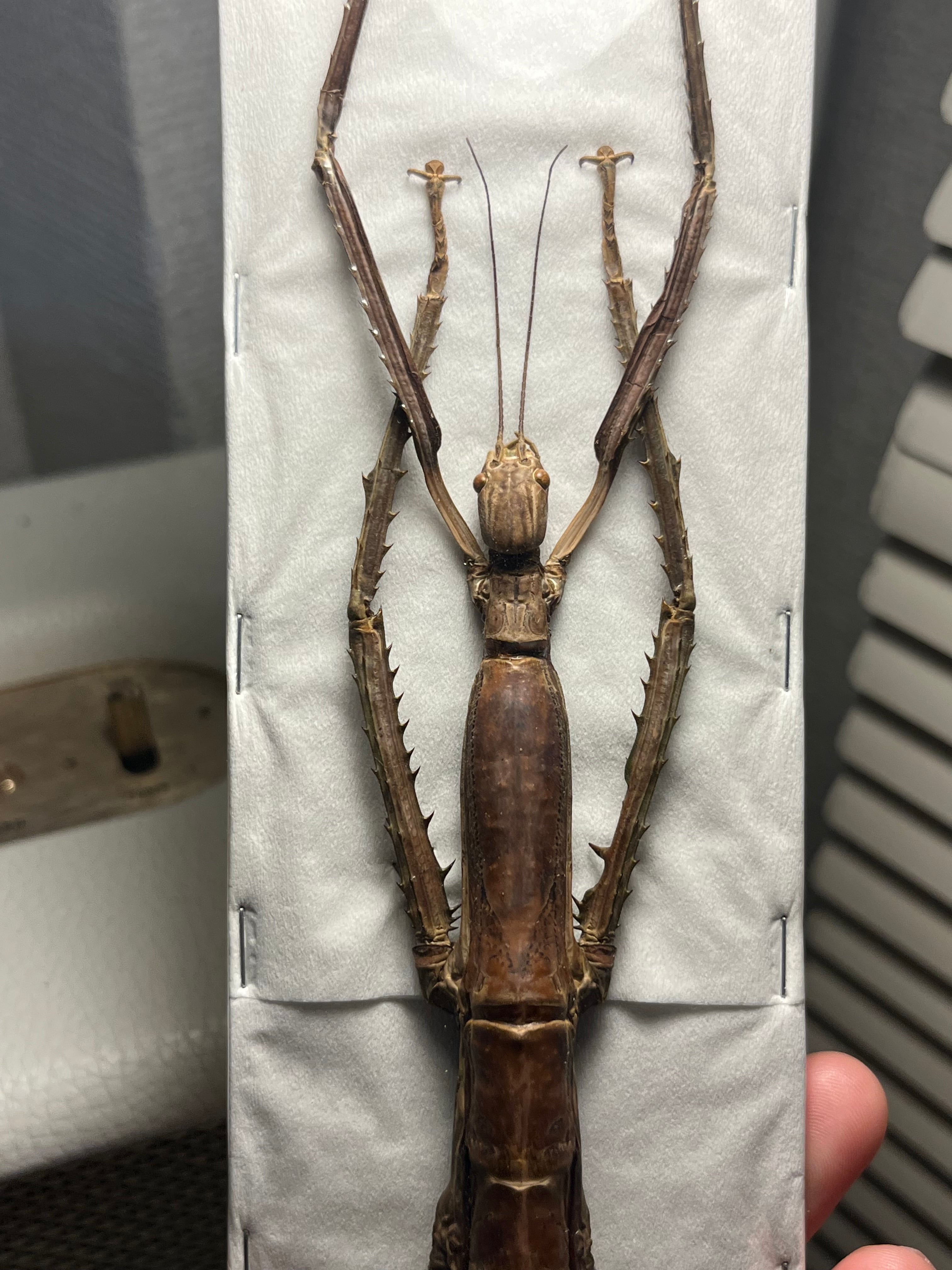 極太LAST】スマトラナナフシ コノハムシ ナナフシ カマキリ マンティス