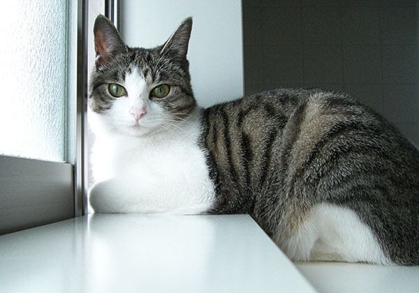 猫 ポストカード The Cat who....窓辺にて 10x14.8センチ(cm)官製はがきサイズ 猫写真 はがき ねこ葉書 ネコハガキ Postcard アイとちび ジェリー