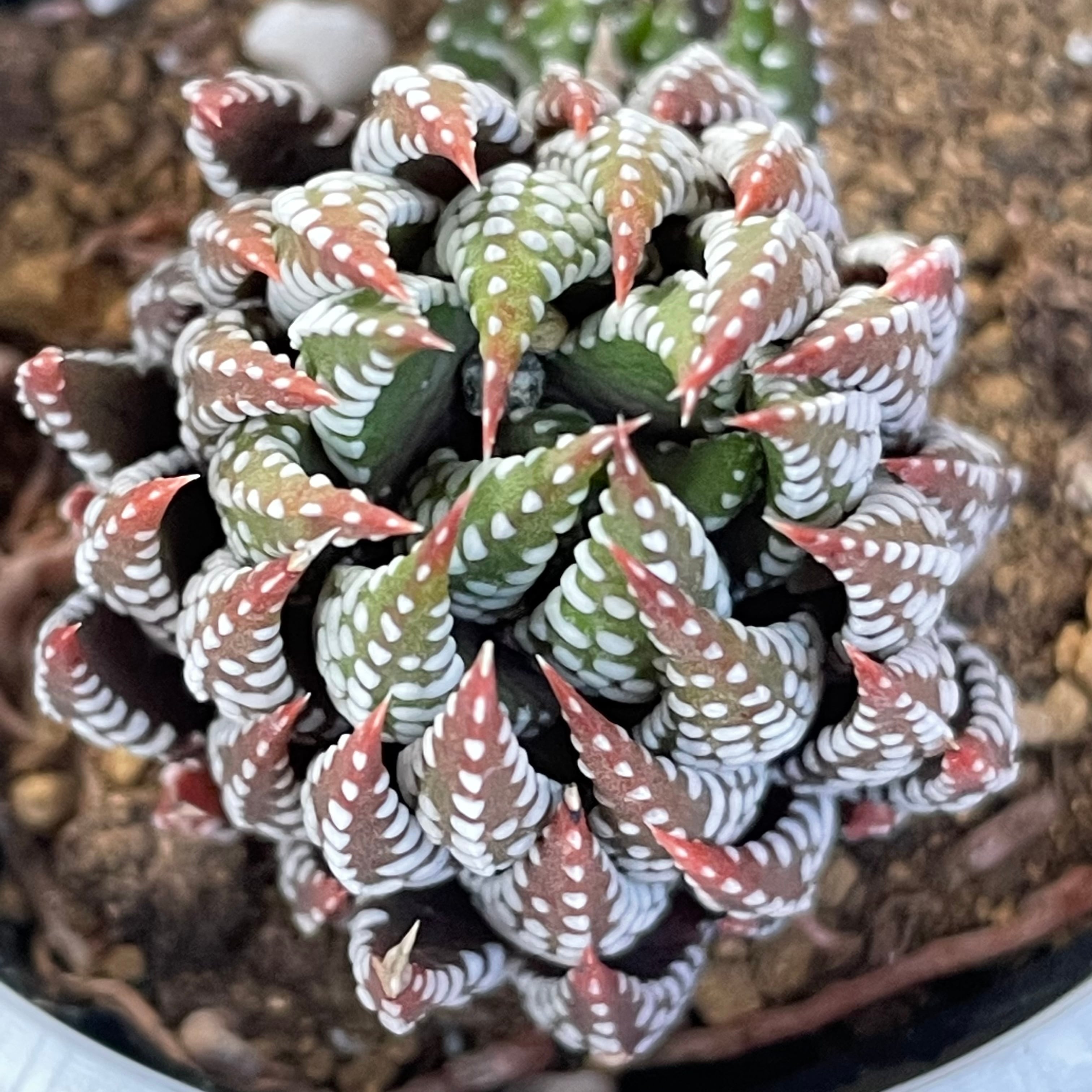 十二の爪 | RuPo 多肉植物専門店