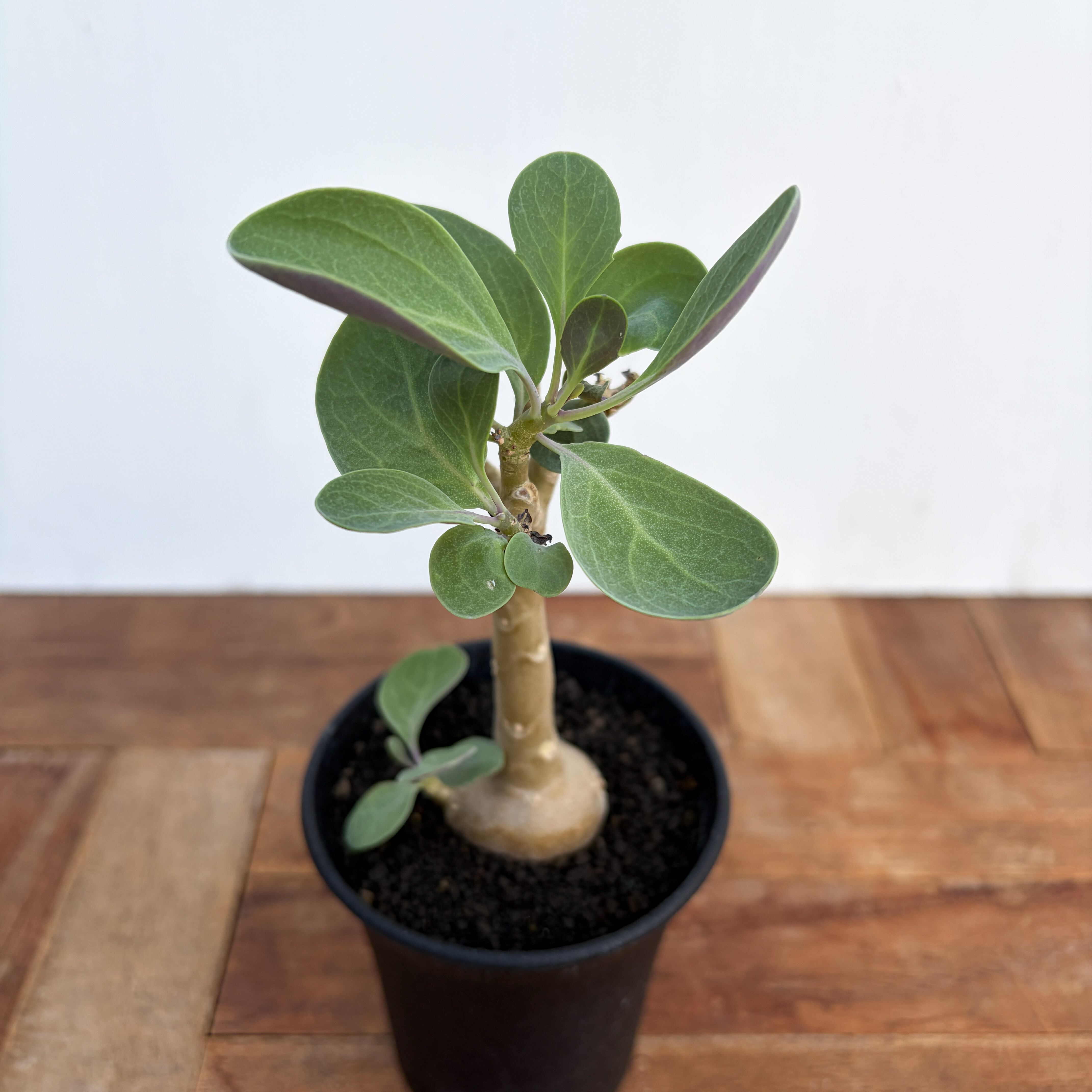 Othonna triplinervia【オトンナ・トリプリネルビア】 | RIMO'S GREEN