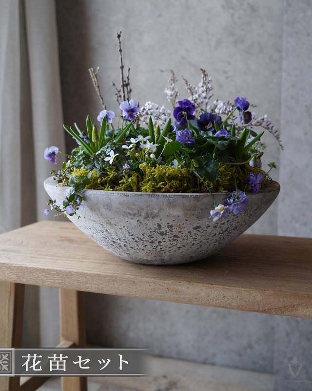 【球根セット】長寿桜と白いお花が咲く球根のミニ花苗セット