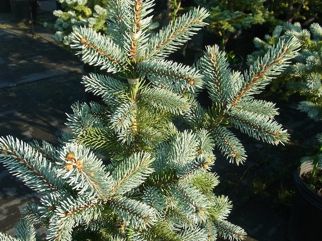 プンゲンストウヒ ホプシー 樹木好き I Love Trees プンゲンストウヒ ホプシー 樹木好き I Love Trees