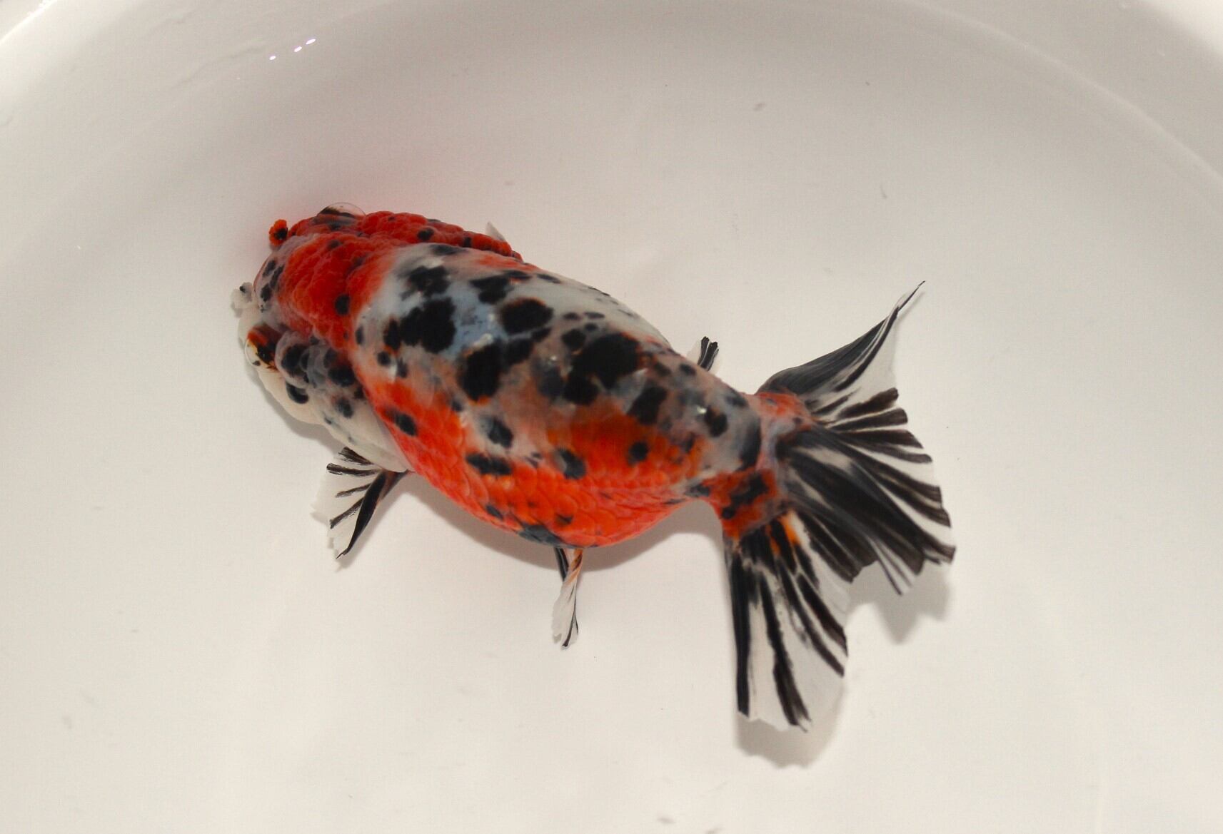 志村養魚場産 二才 江戸錦（大）＃1215-01 | 金魚専門店 和の美