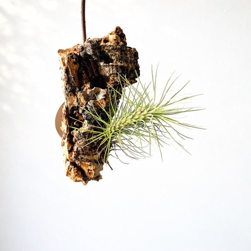 希少 チランジア フンキアナ var. レクルビフォリア コルク板付け エアプランツ