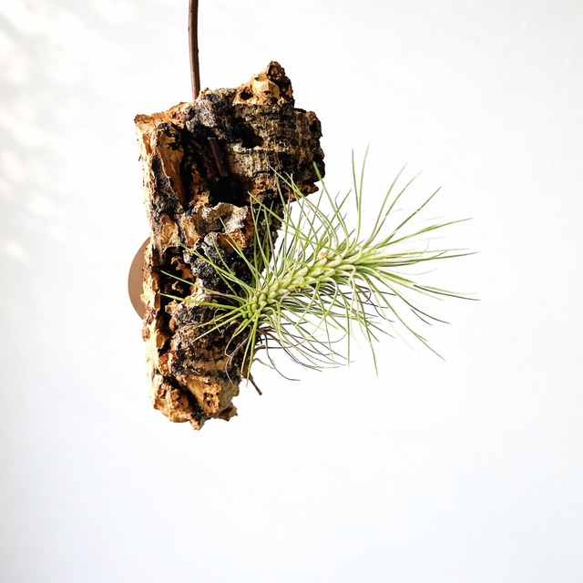 華やかなエスキナンサス ラディカンス 斑入り ハンギング 観葉植物 calm cafe