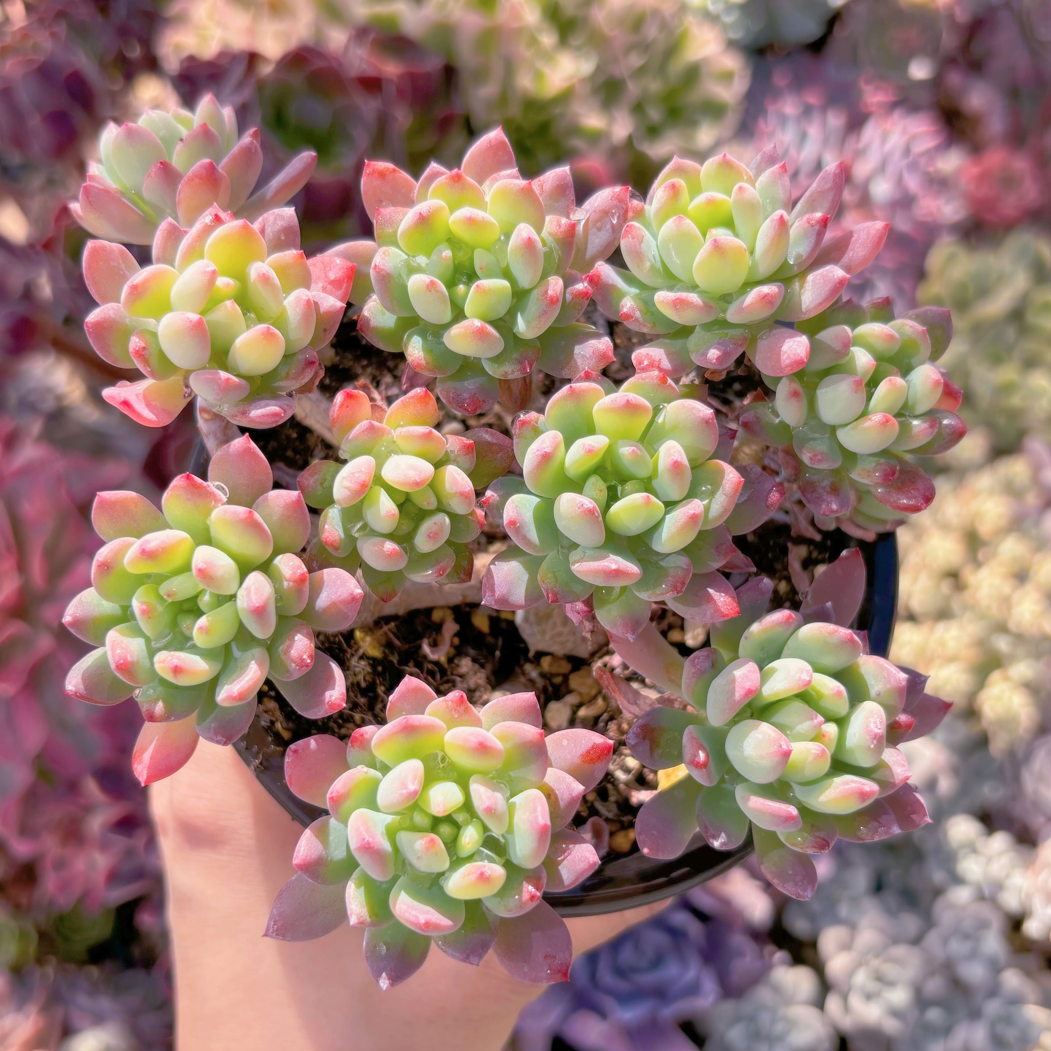 現品　ブルーエルフ#A57　古株　るる農園