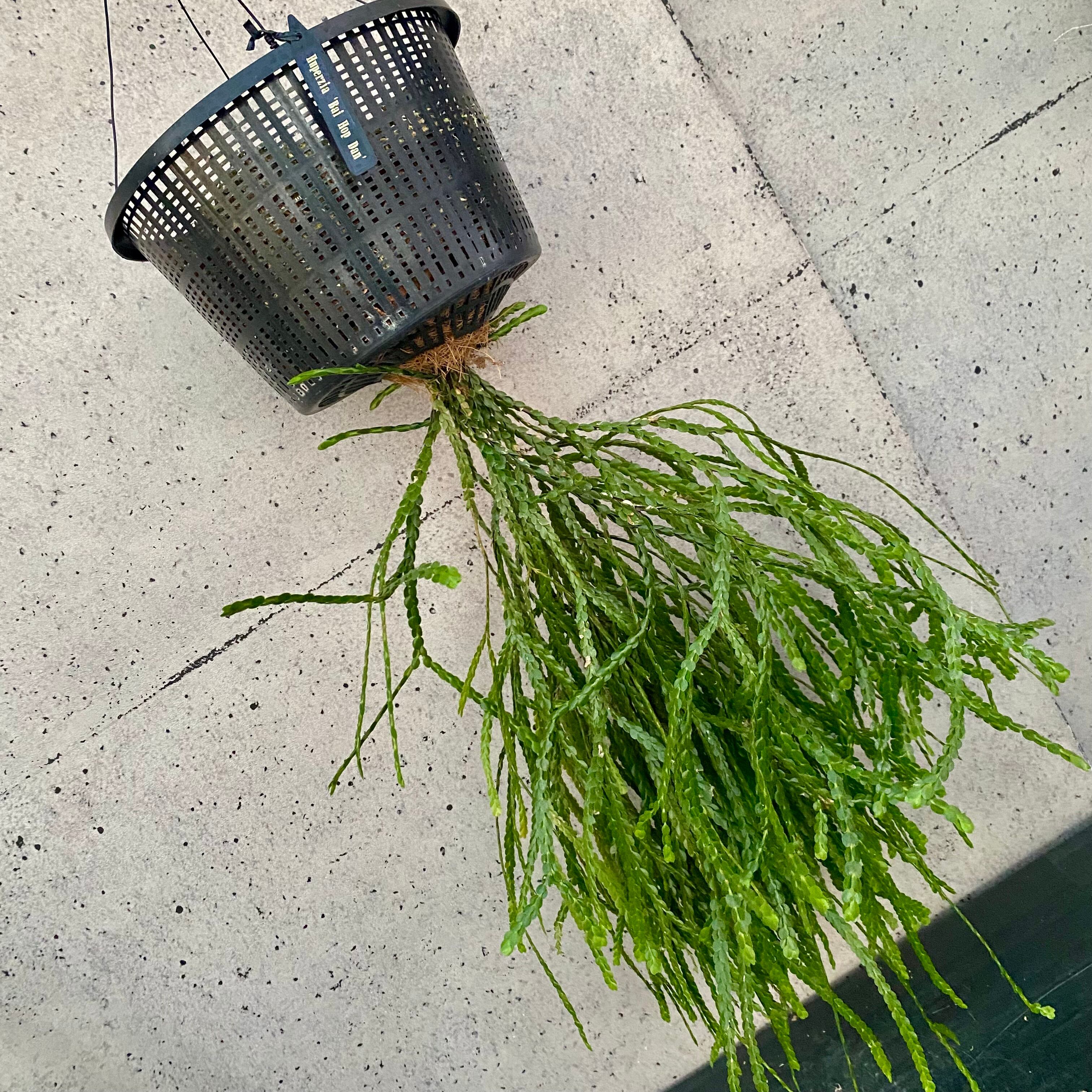 Planet Plants プラネットプランツ