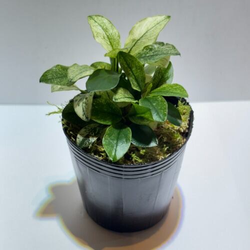 Anubias nana 'Snowflake' アヌビアス・ナナ ‘プチ・スノーフレーク’