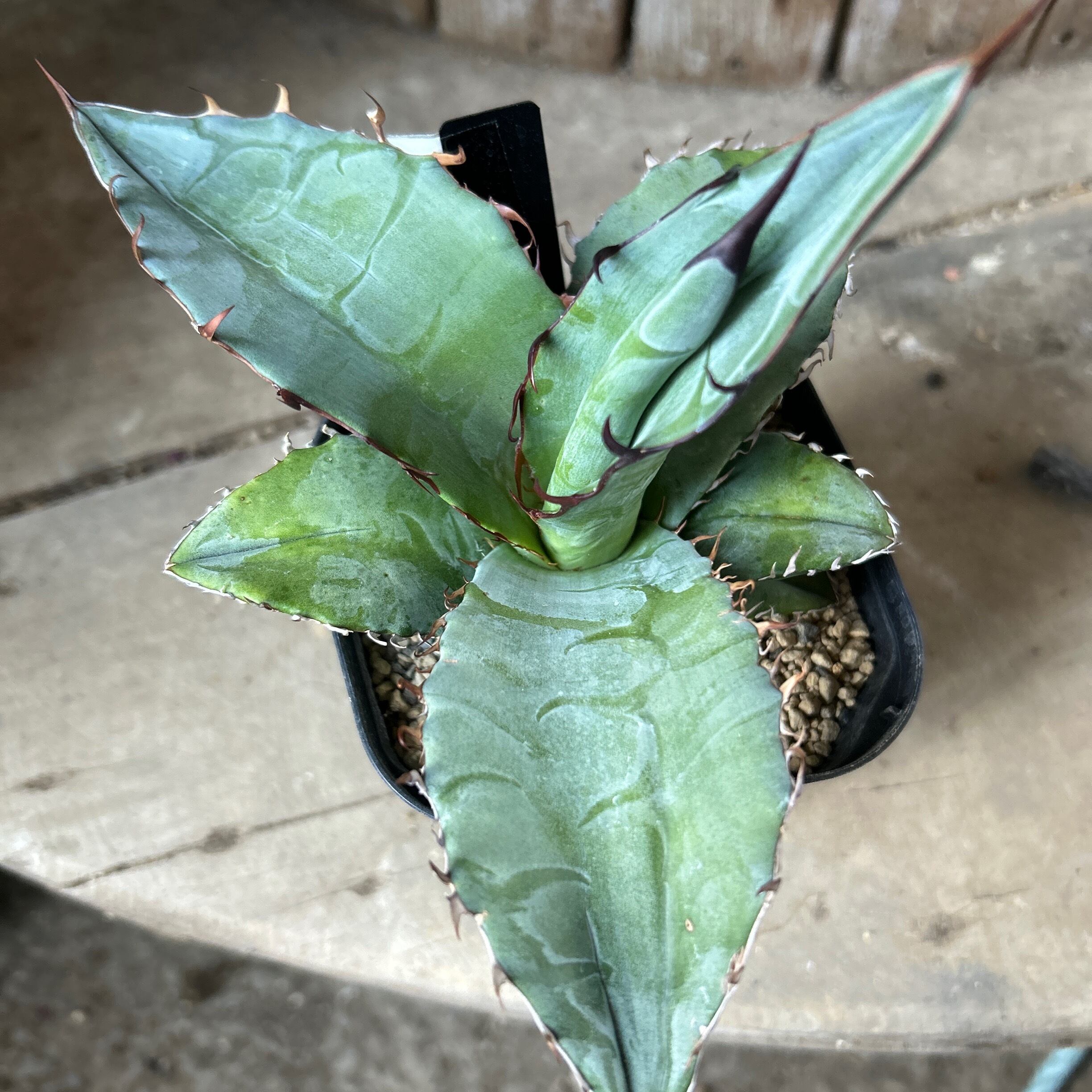 アガベ チタノタブルー 7株まとめ売り T)チタノタブルー アガベ | RuPo 多肉植物専門店