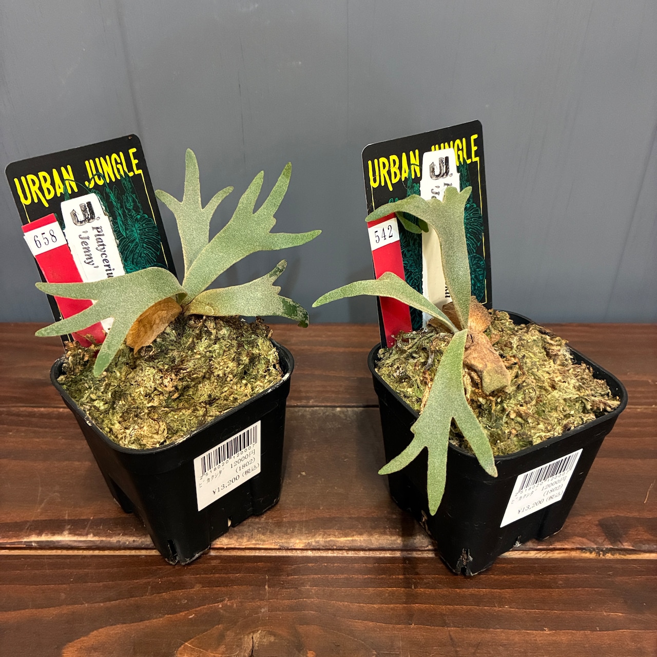 【抽選販売】【限定価格】ビカクシダ ジェニー P. willinckii 'Jenny'(限定2)