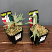 【抽選販売】【限定価格】ビカクシダ ジェニー P. willinckii 'Jenny'(限定2)