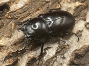 【WD】貴重産地《ハイチュヌスコクワ 33mm ♀単》