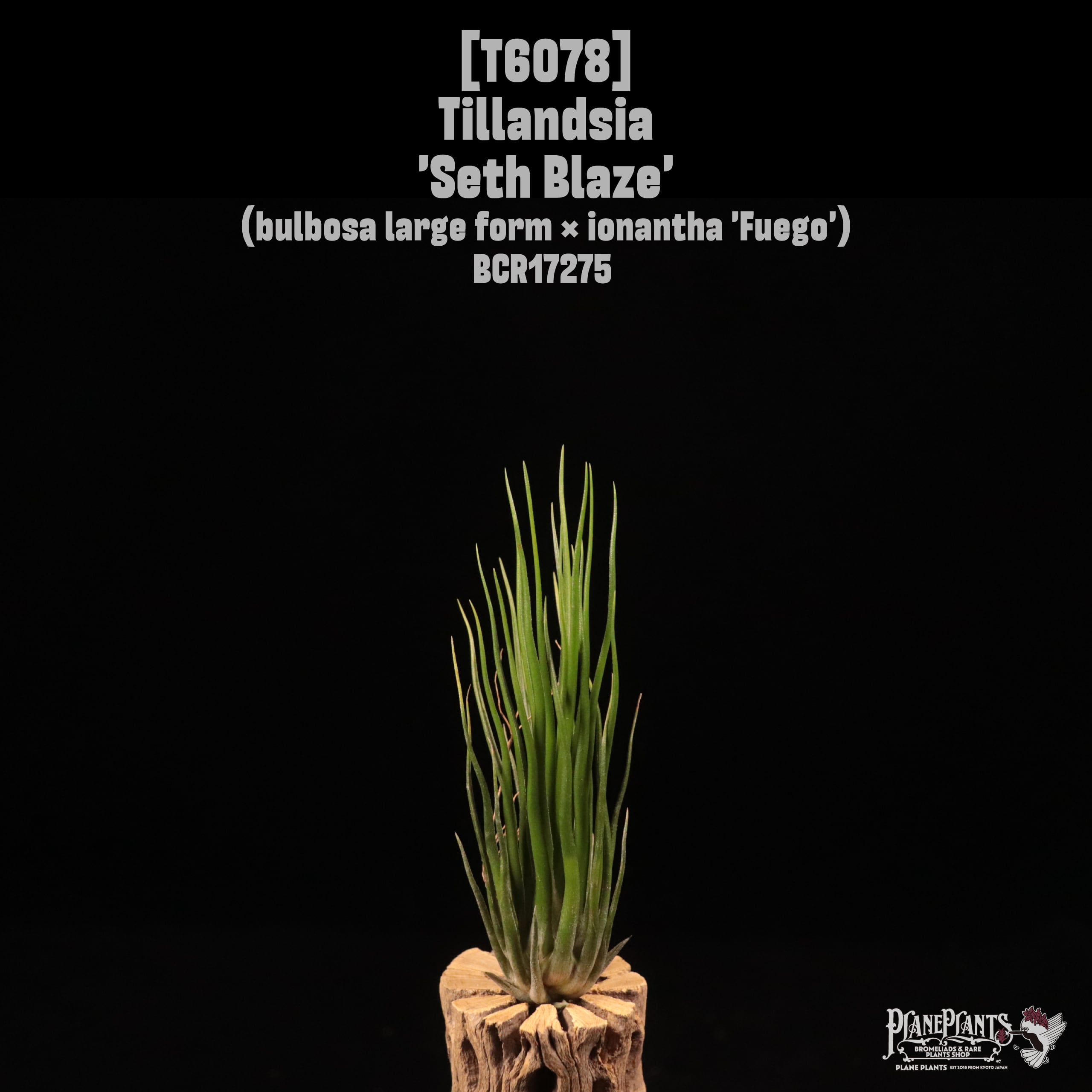 Tillandsia 'Seth Blaze'〔ティランジア〕T6078