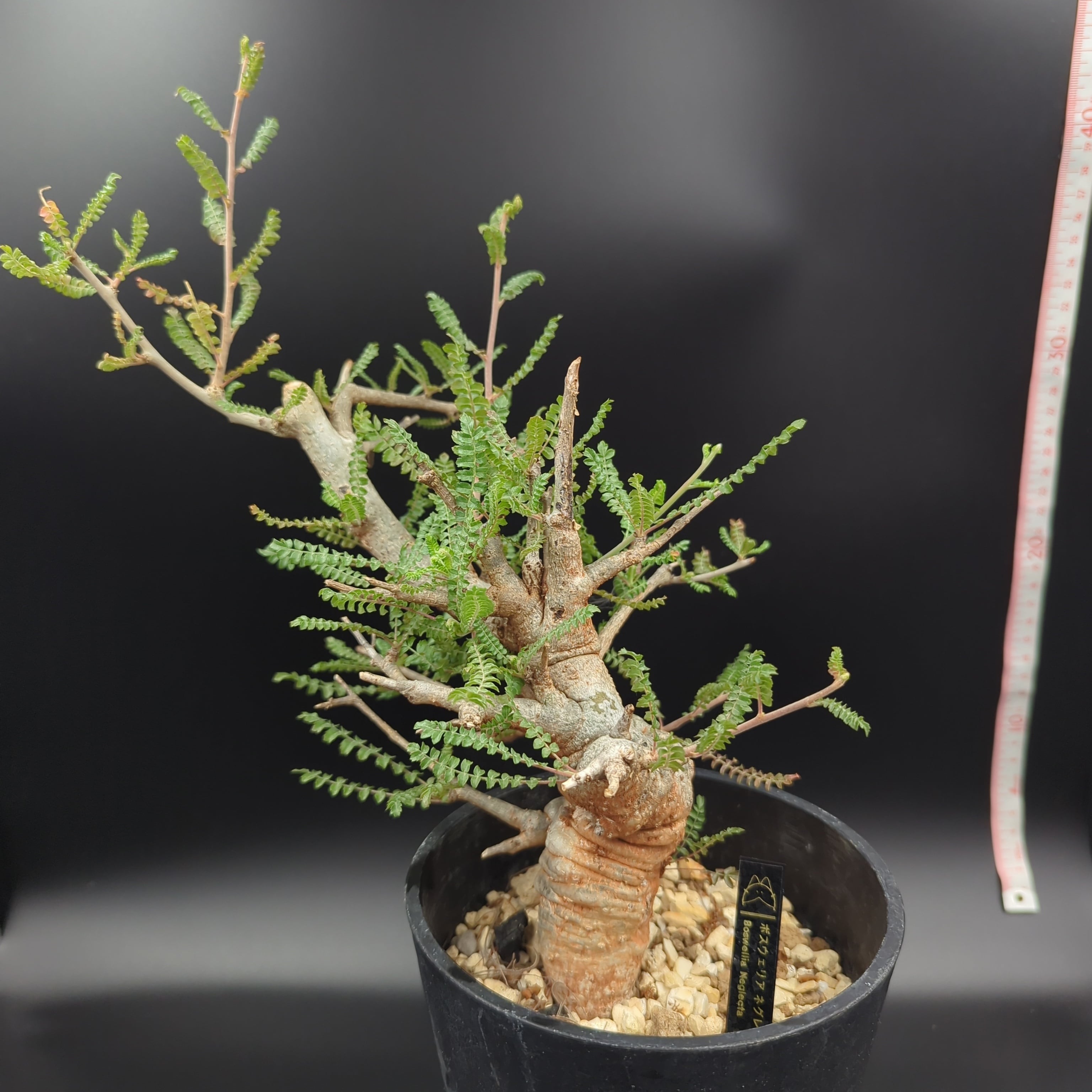 ボスウェリア・ネグレクタ (Boswellia neglecta) 発根済・現地球
