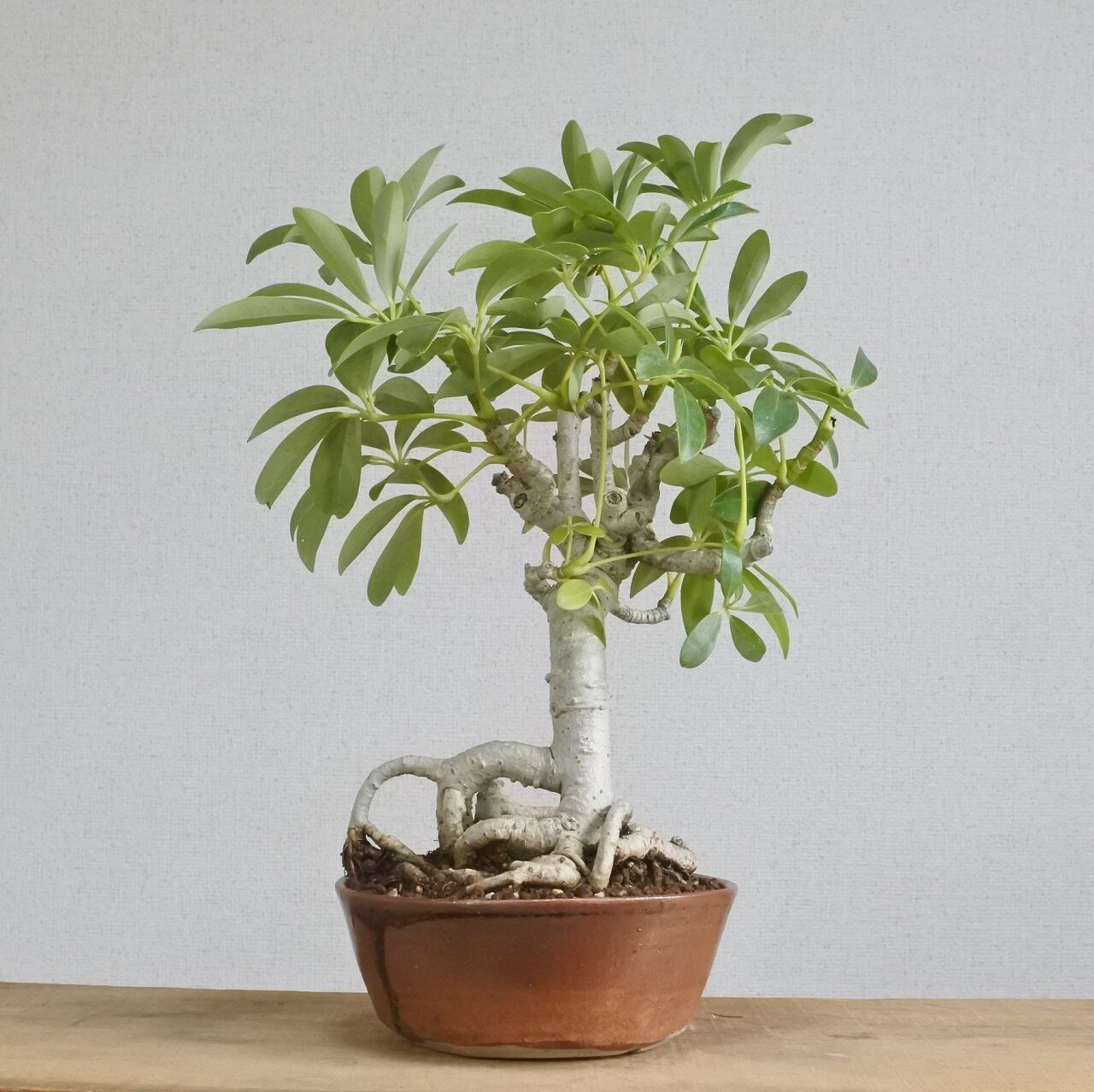 シェフレラ木立ち造り 観葉植物＞根上シェフレラ ＜S4