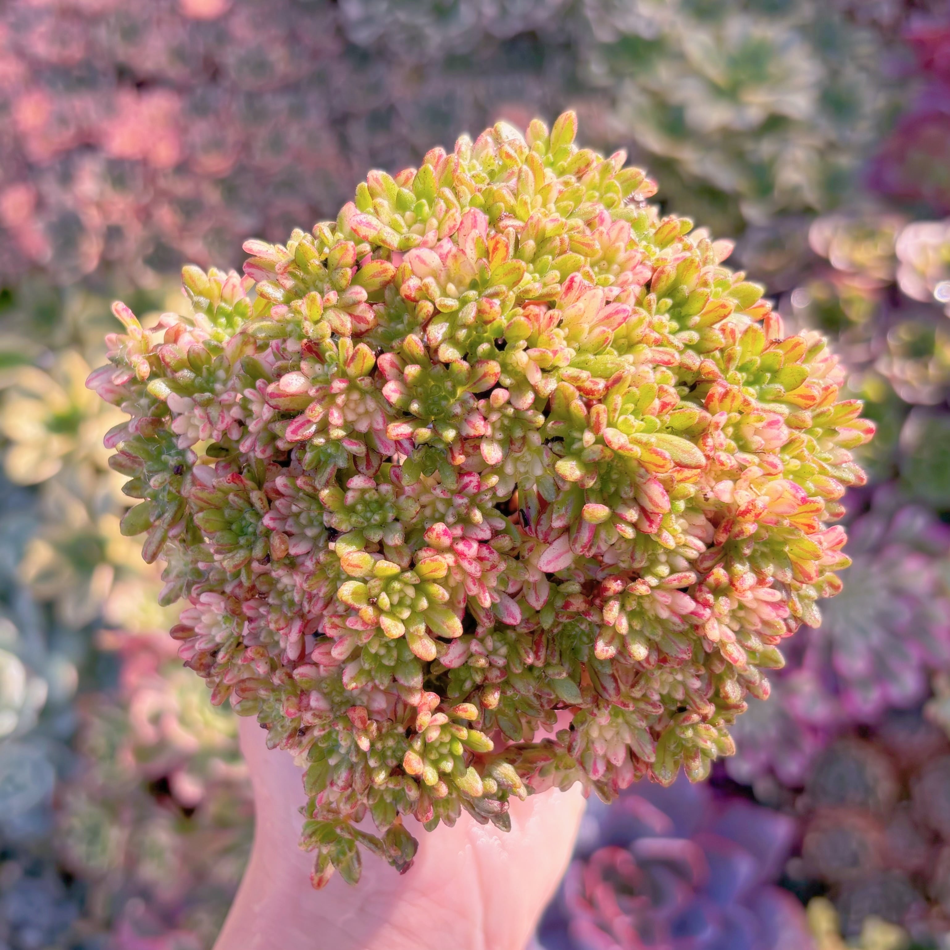 現品　小人の祭り錦#M244　るる農園