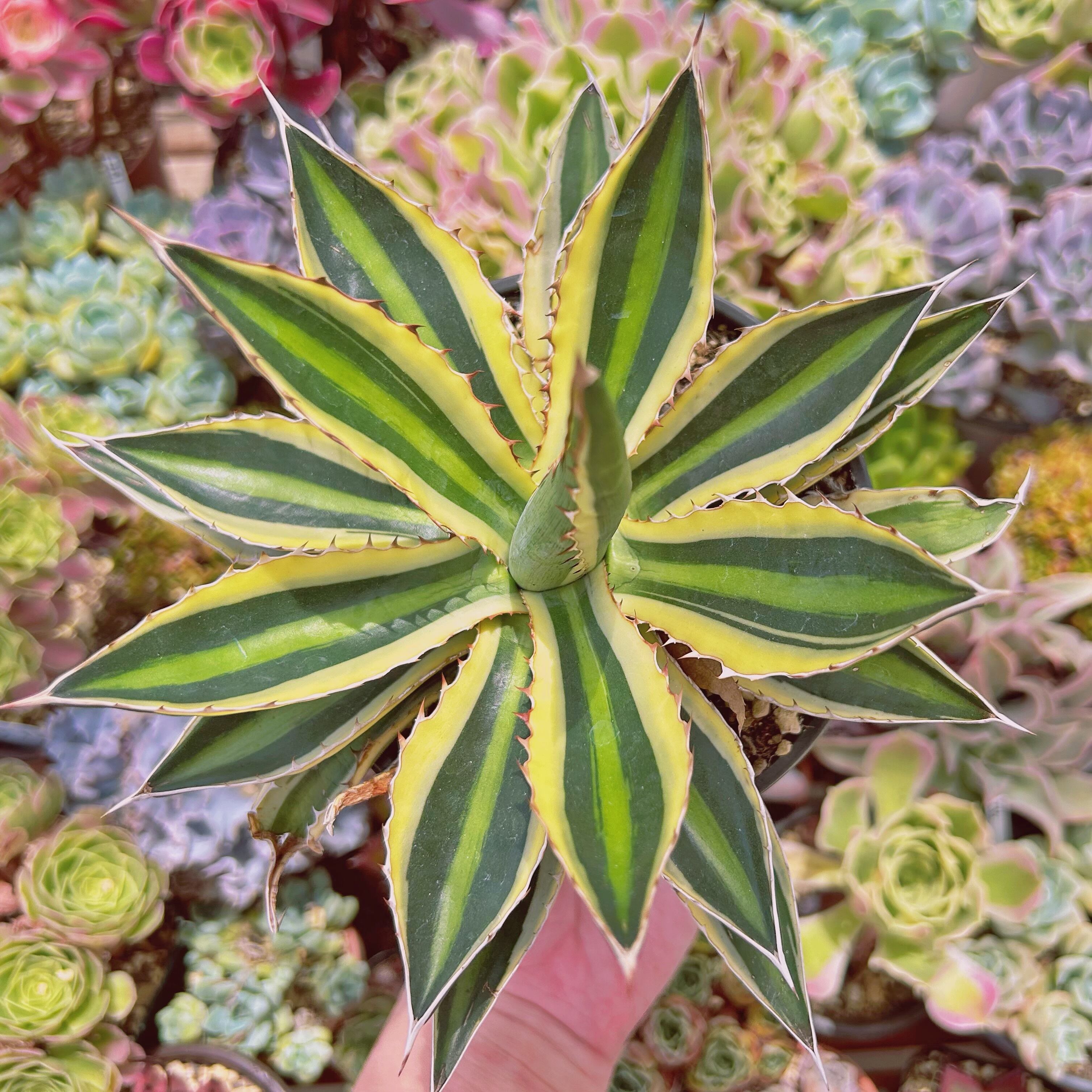 #818現物　多肉植物　五色万代錦　特大　抜き苗