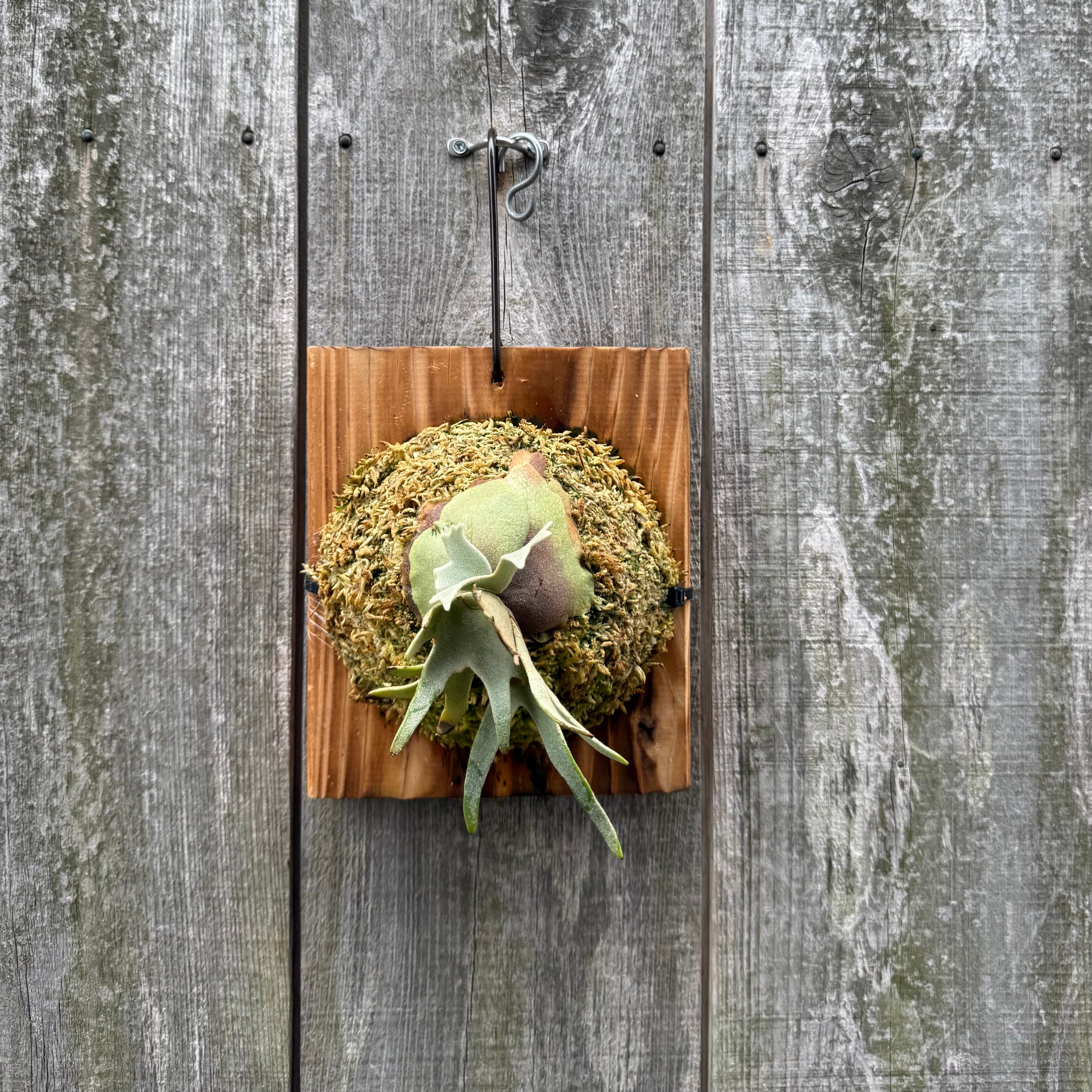 P.willinckii Totoro sporeling | naturefix