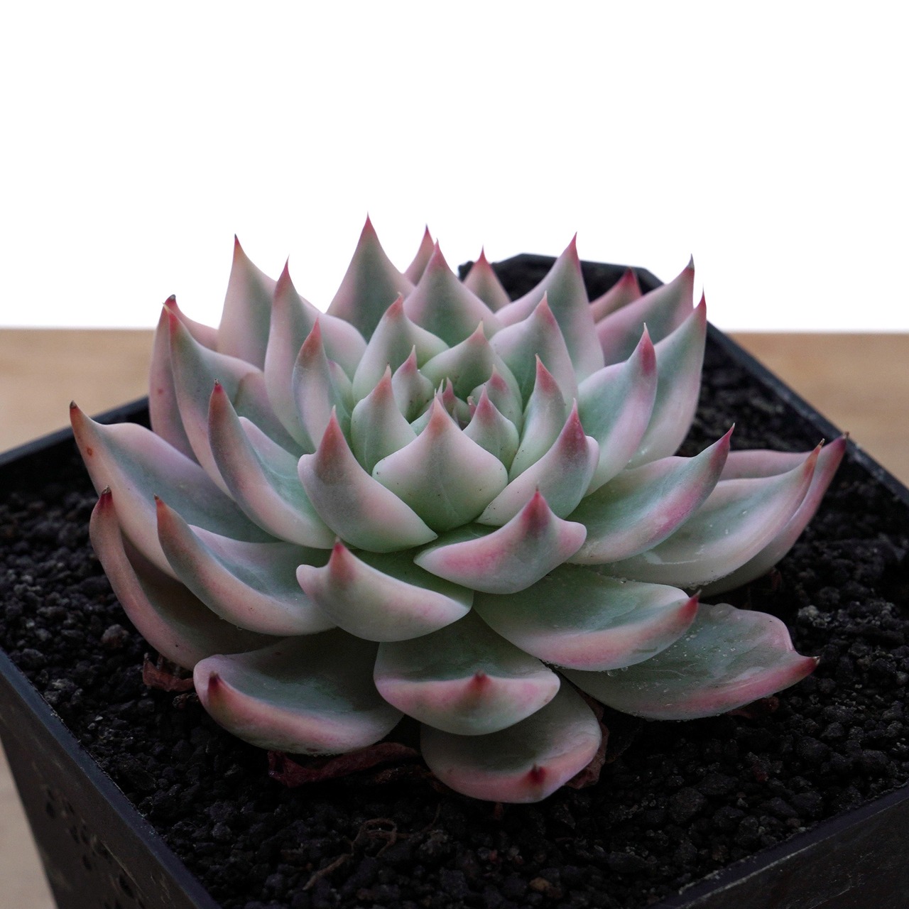 【PREMIUM】 抜き苗 チワワエンシス錦 白覆輪 大株 Echeveria chihuahuaensis 'Slight Variegated'