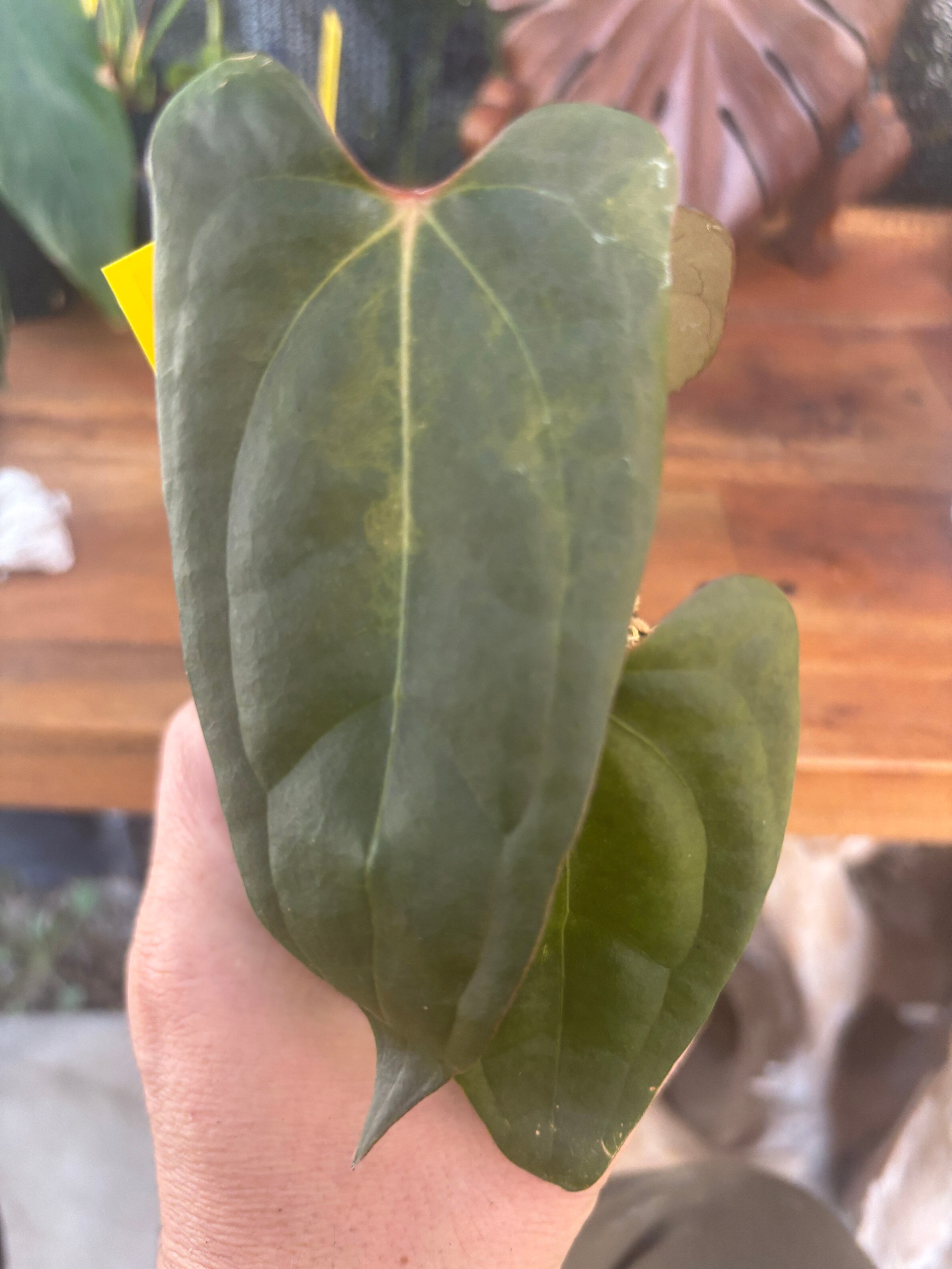 アンスリウム ブラックスイート × レッドベインダーク