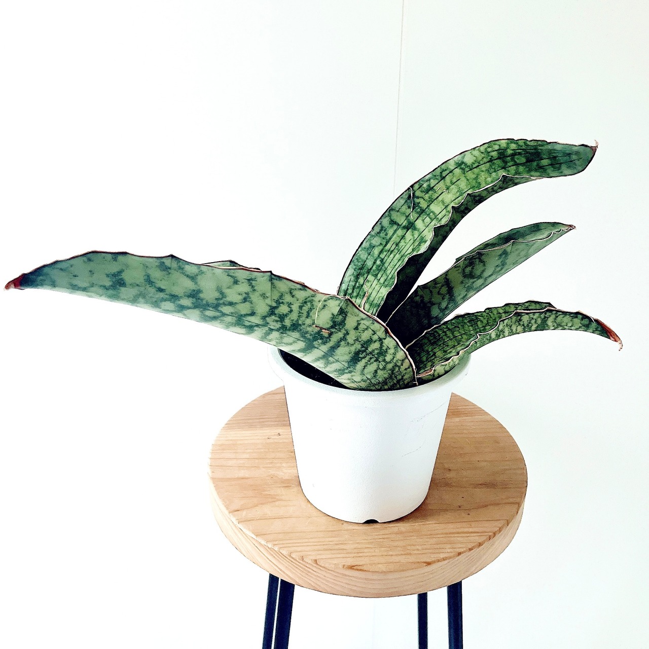 生きる彫刻 サンスベリア キルキーシルバーブルー 観葉植物 calm cafe