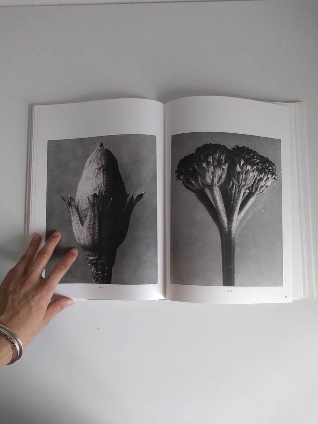 カールブロスフェルト植物の学術的写真集