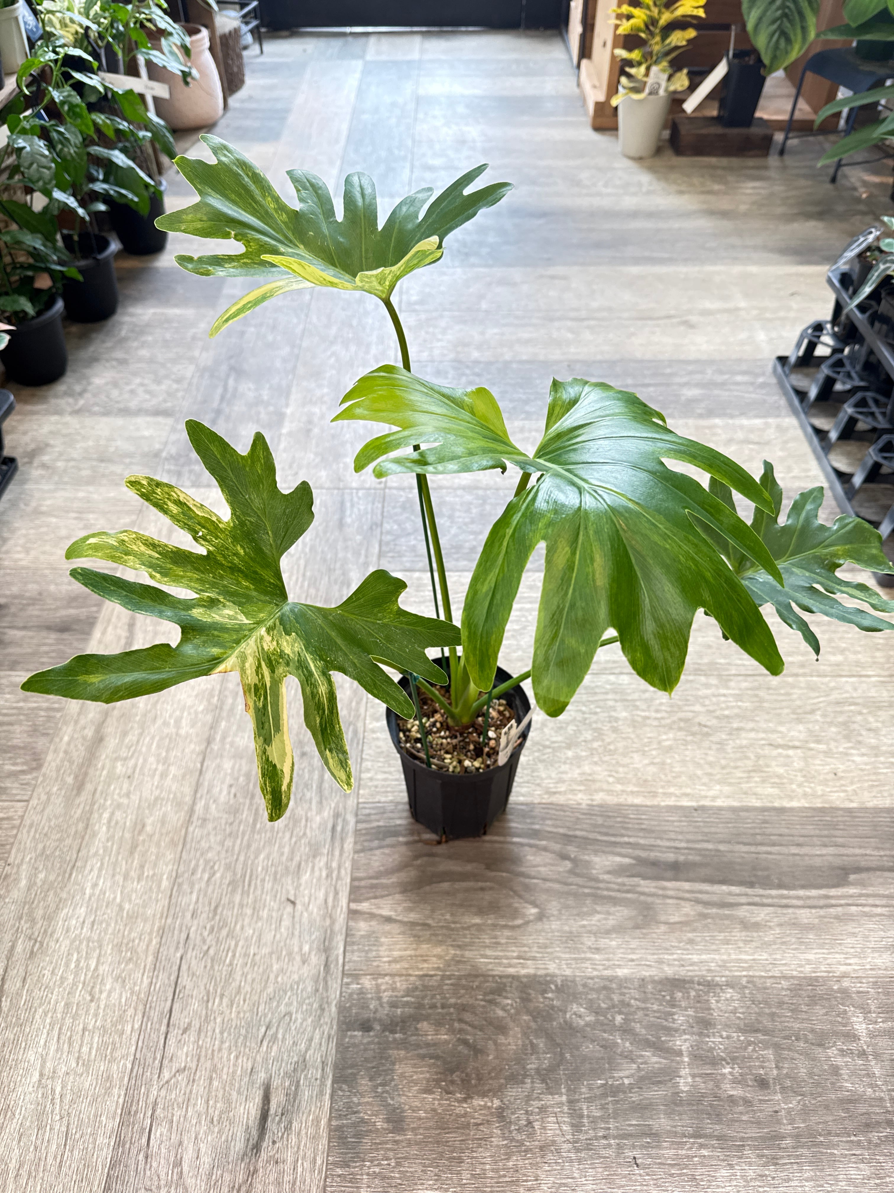 フィロデンドロン セローム斑入り | Gardenえん 【観葉熱帯植物】
