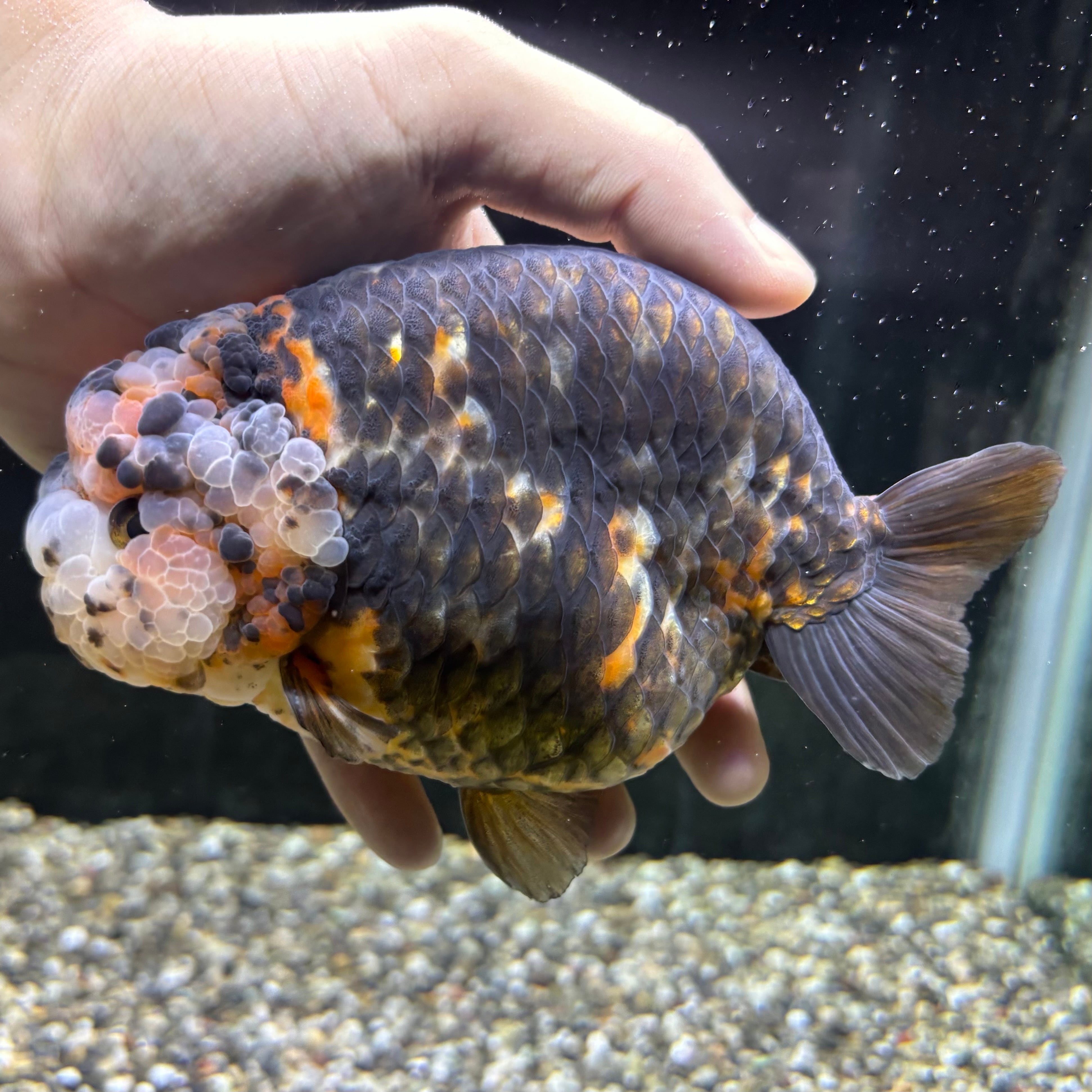 セレクト】江戸錦 14cm | 金魚・熱帯魚専門店 AquaPro.H
