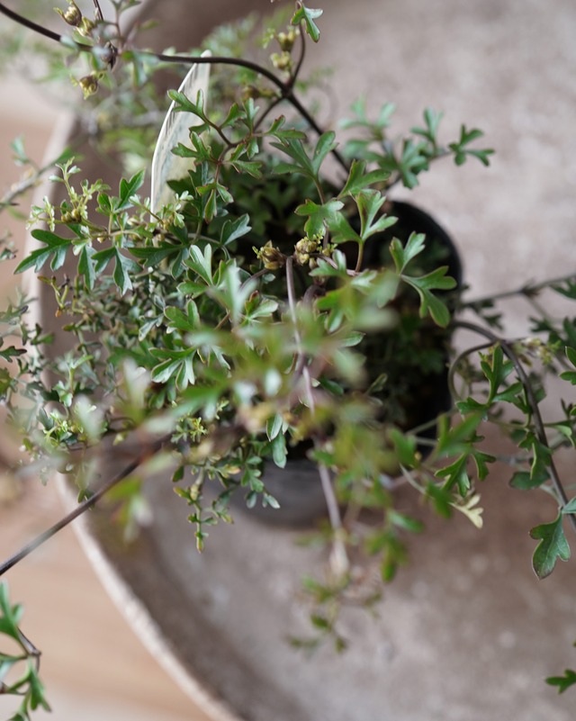 クレマチス　ペトリエイ　３号