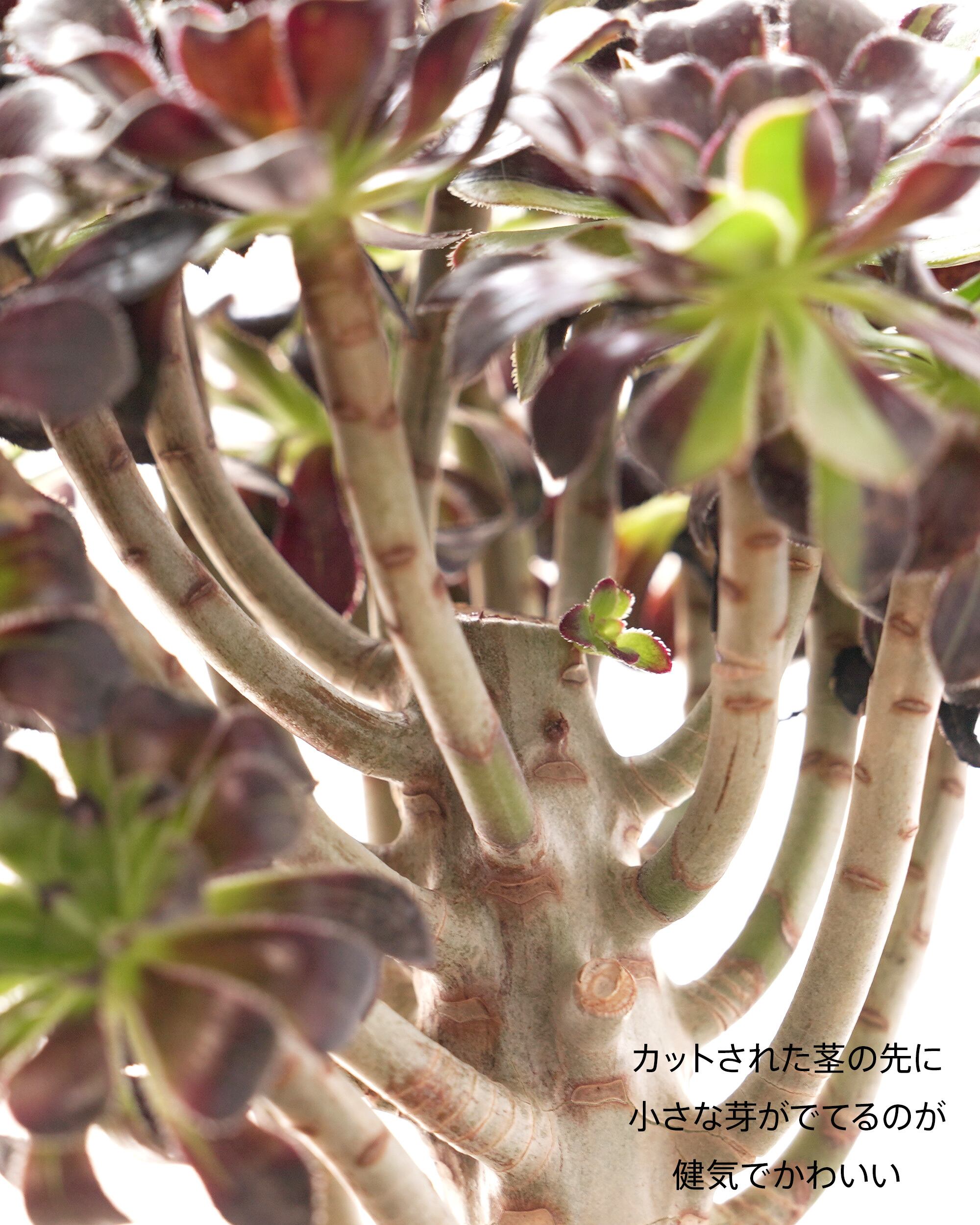 特選‼️アエオニウム　スーパーバン綴化　美斑苗‼️法師錦　特大‼️ コレクション商品 特選‼️アエオニウム スーパーバン綴化 美斑苗‼️法師錦 特大