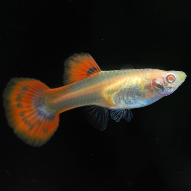 【セール】RREAフルレッド　2ペア＋おまけ2ペア＋種親メス1匹