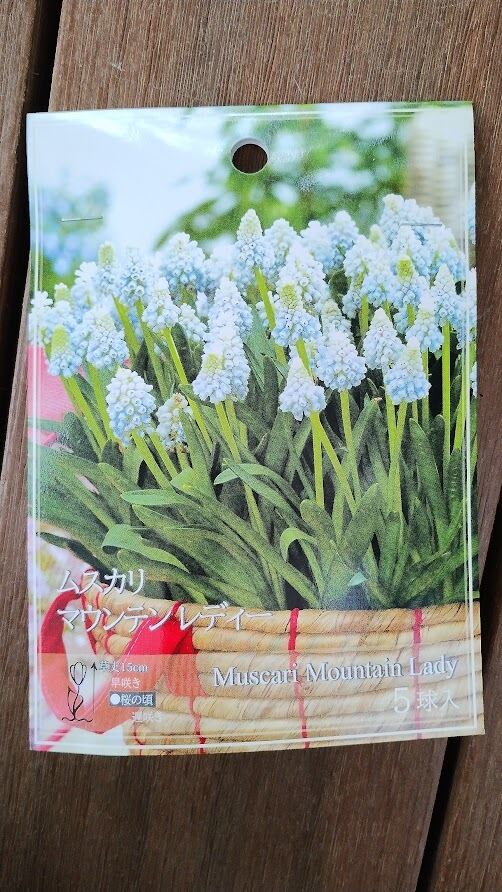 球根 ムスカリ 『マウンテン レディー』 5球 ガーデニング 園芸