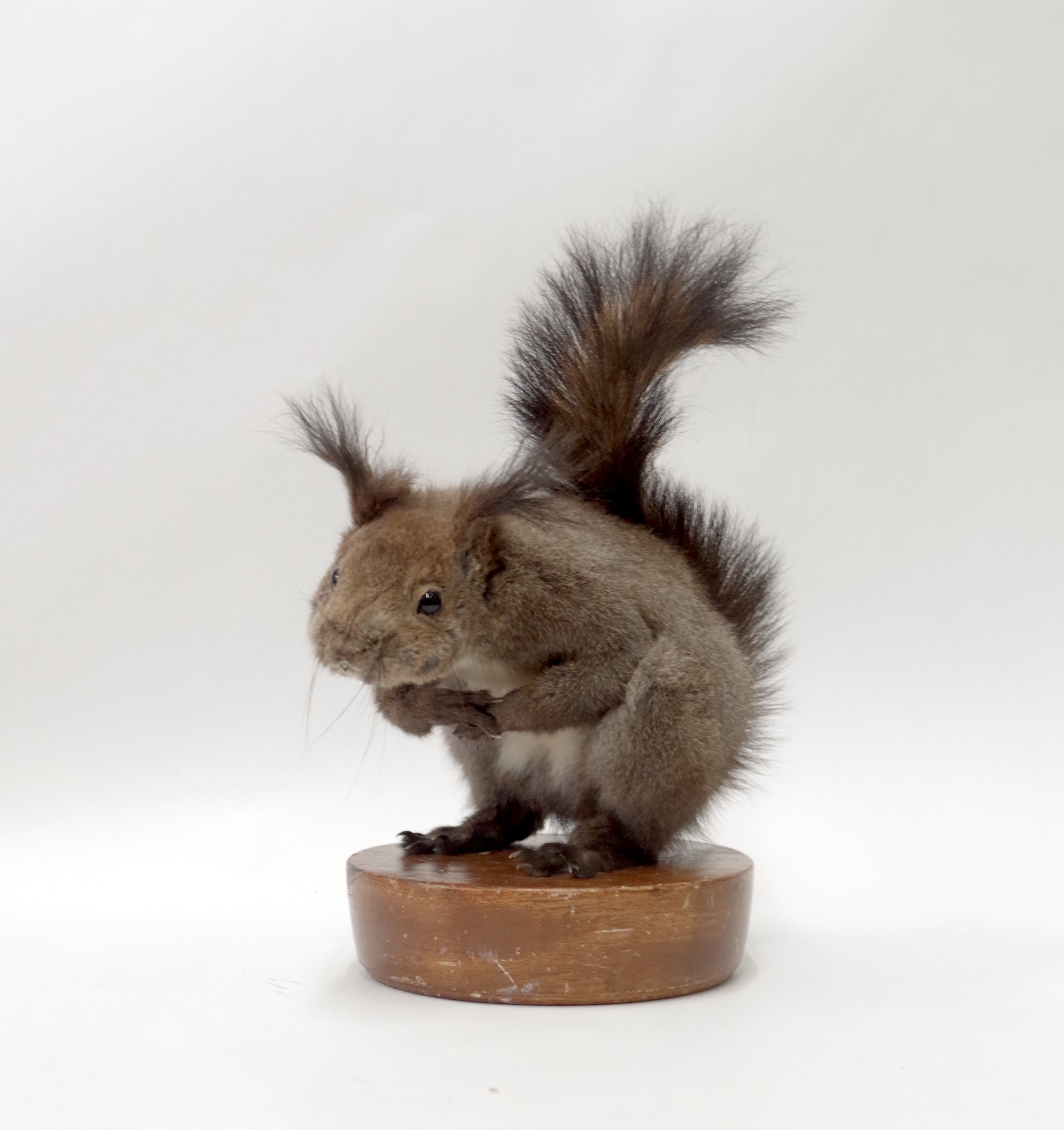 コシジロキンパラ 剥製 | アトリエ杉本