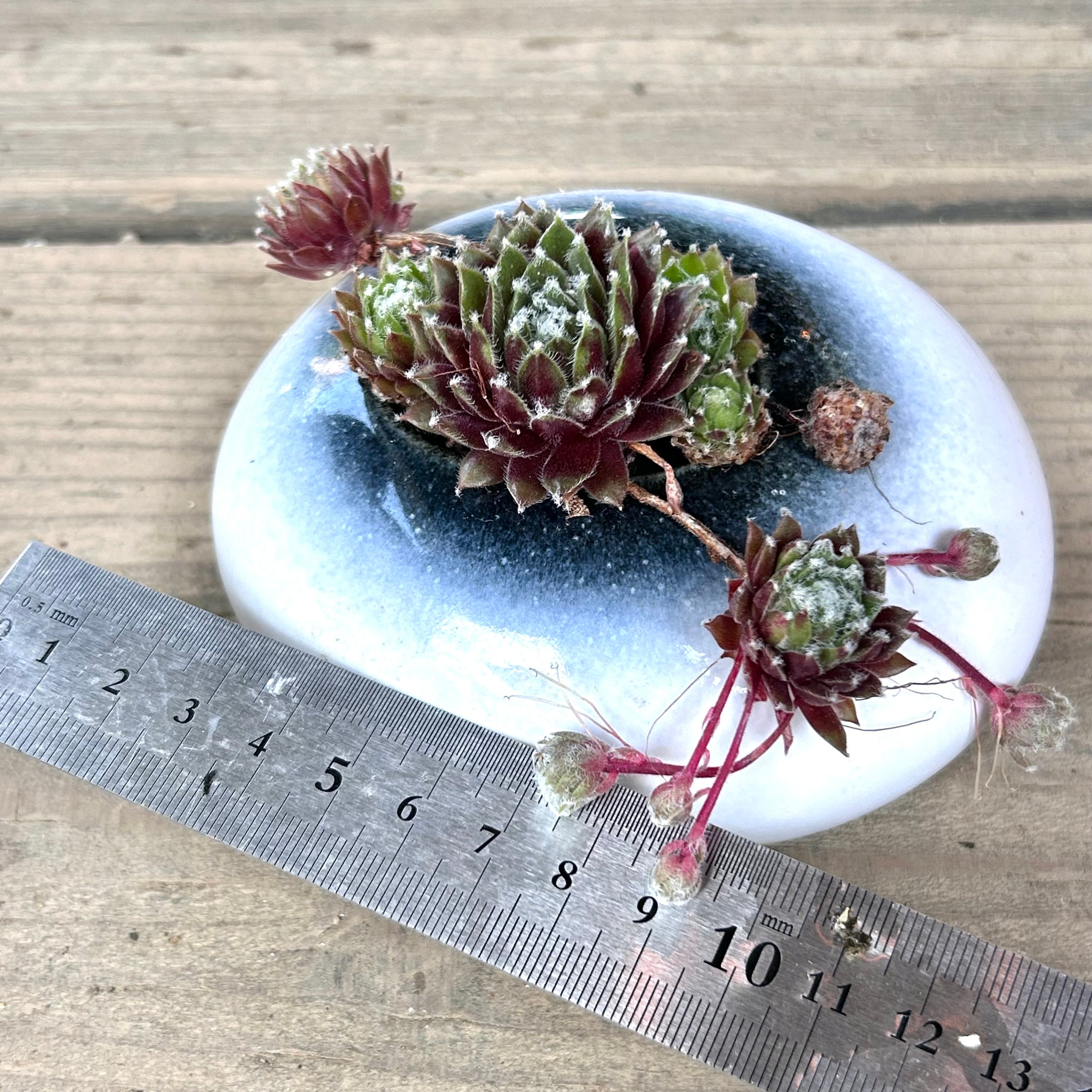 T)つるっとぷっくり鉢(大紅巻絹 センペルビューム | RuPo 多肉植物専門店