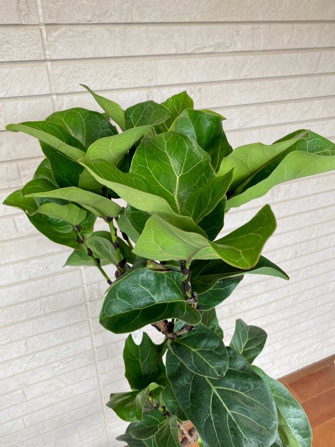 観葉植物 フィカス・バンビーノ 曲り 8号 ① | ハウスプランツショップ